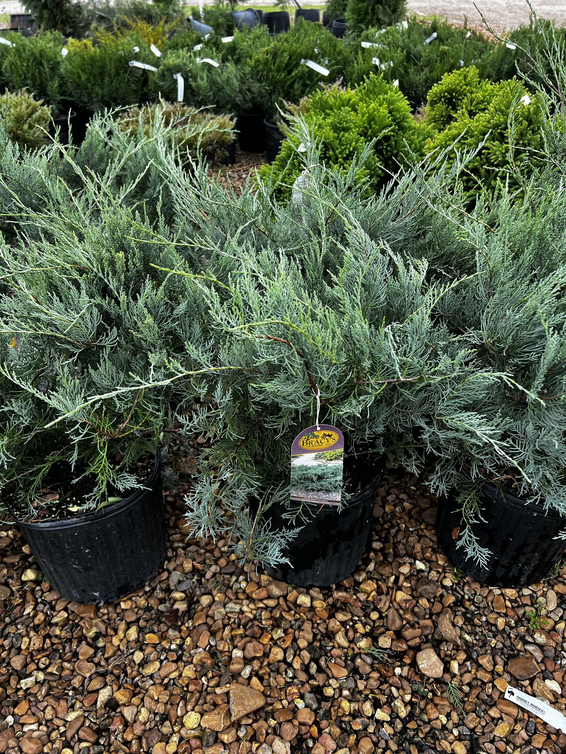 Grey Owl juniper in nursery containers, low silver-grey spreading branches
