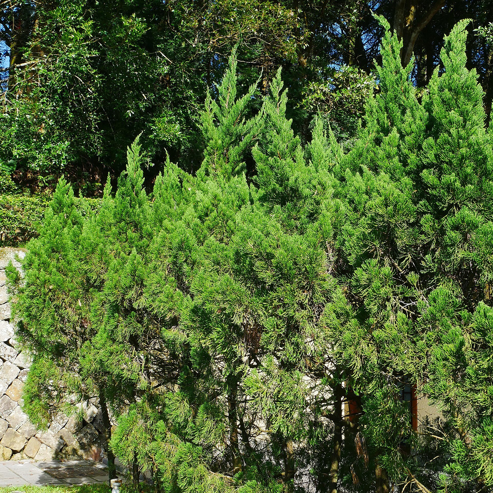 Hollywood - Juniper (public domain, via Wikimedia Commons)