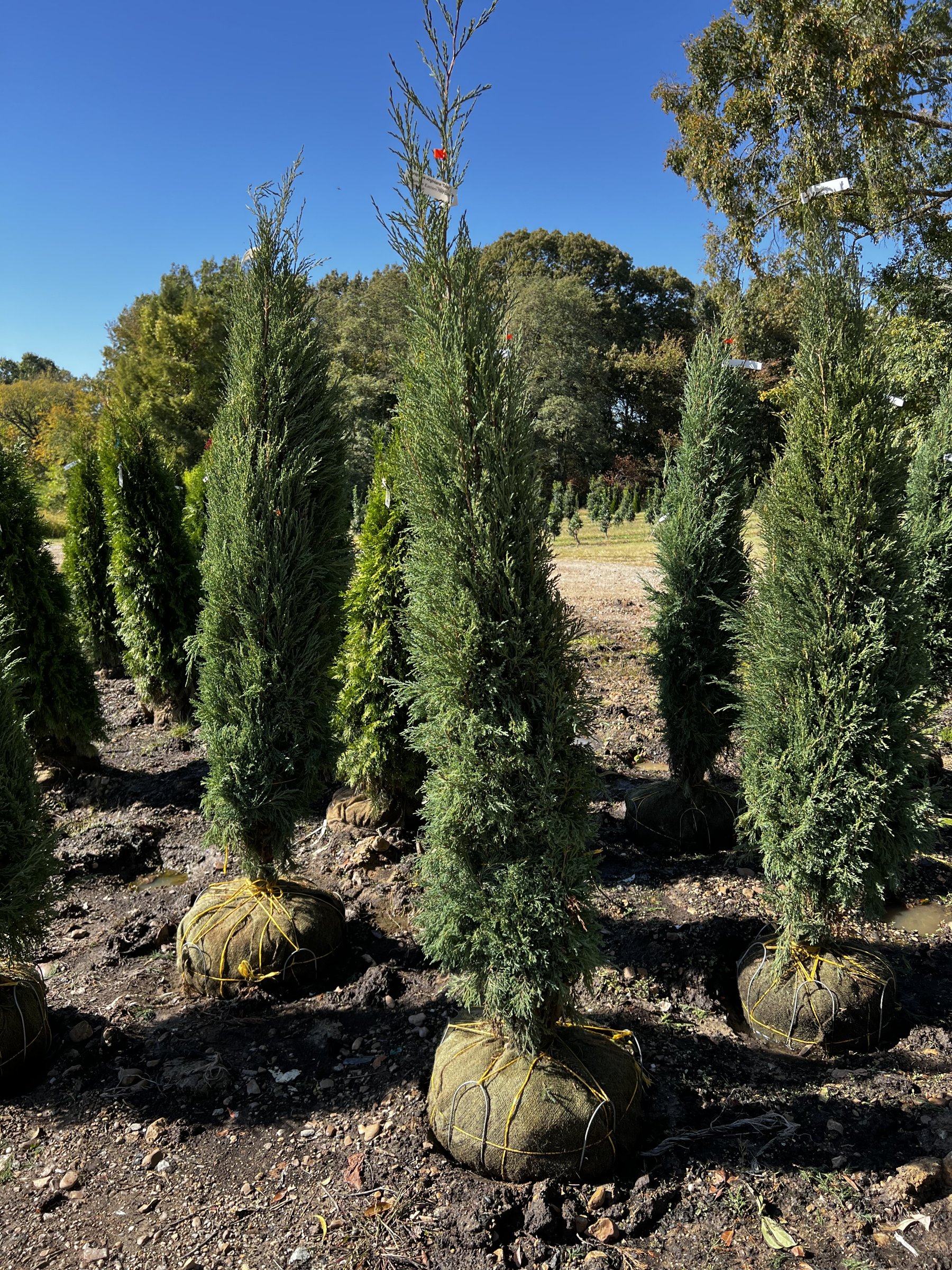 Taylor juniper, narrow columnar balled-and-burlapped trees 5 to 6 feet tall in a nursery field