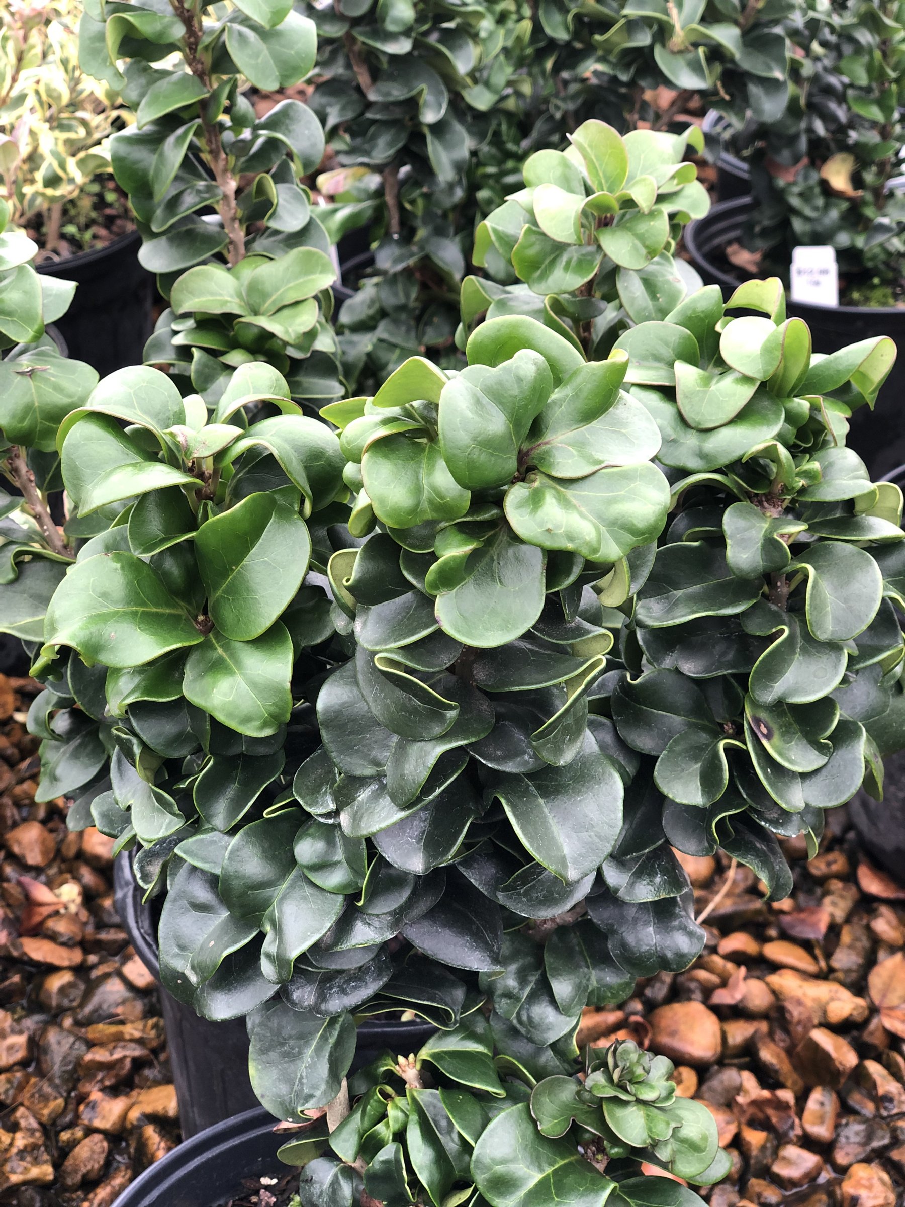 Coriaceum - Ligustrum
