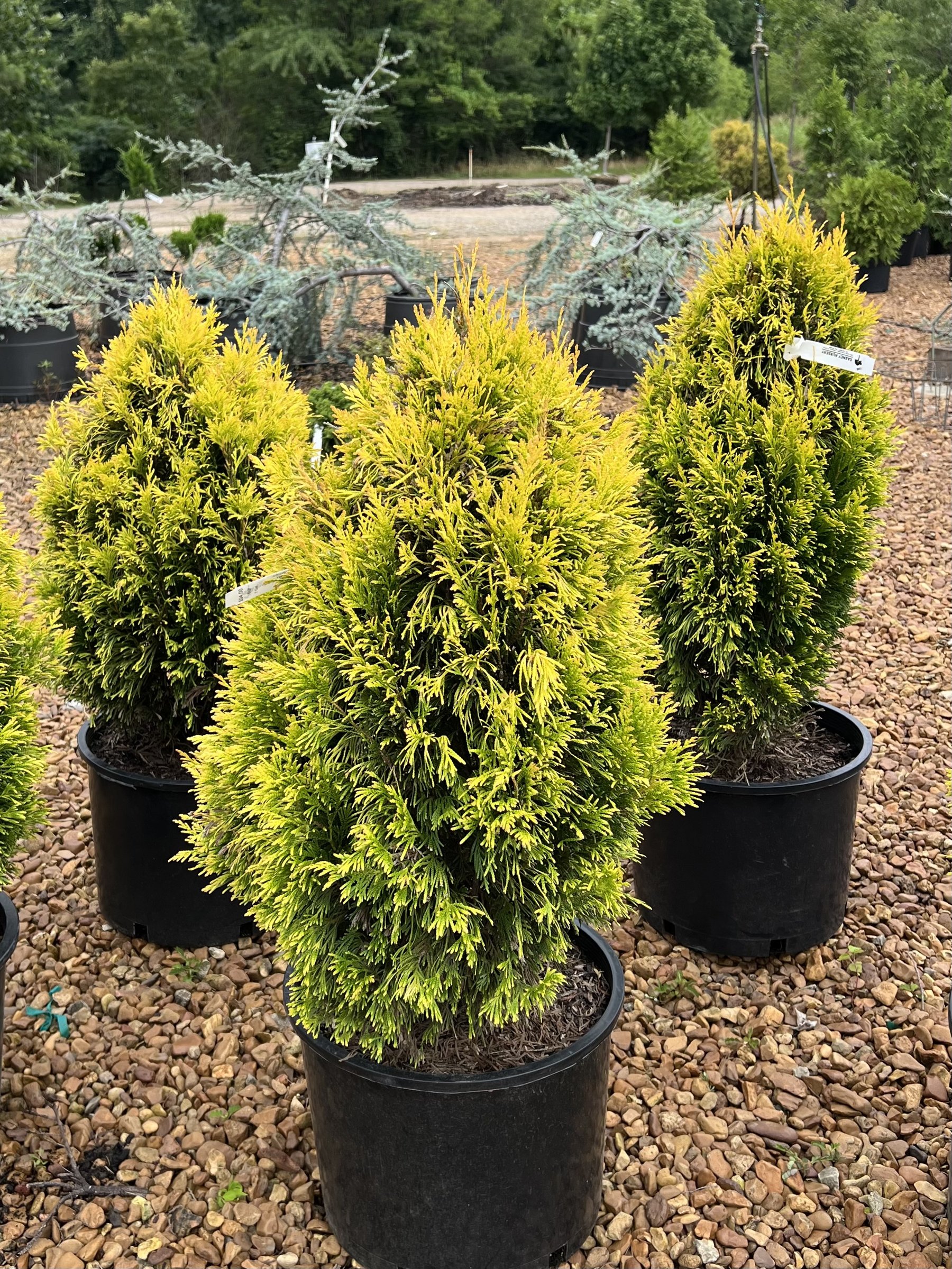 Forever Goldy arborvitae, bright gold columnar plants in nursery containers