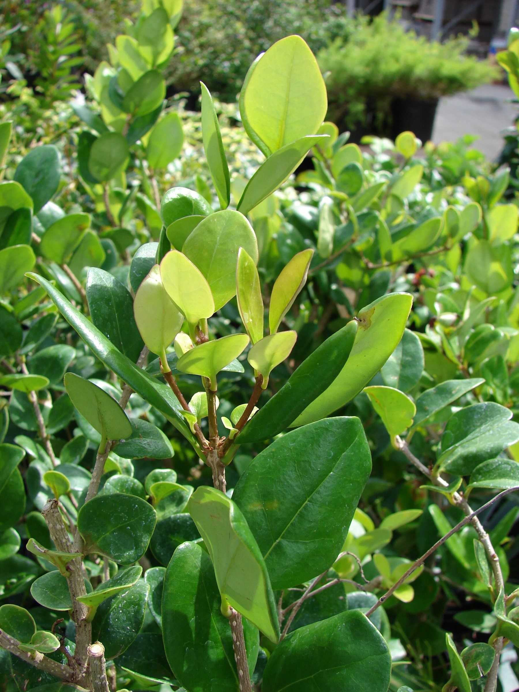 Texanum - Privet / Ligustrum (photo Forest & Kim Starr, CC BY 3.0, via Wikimedia Commons)