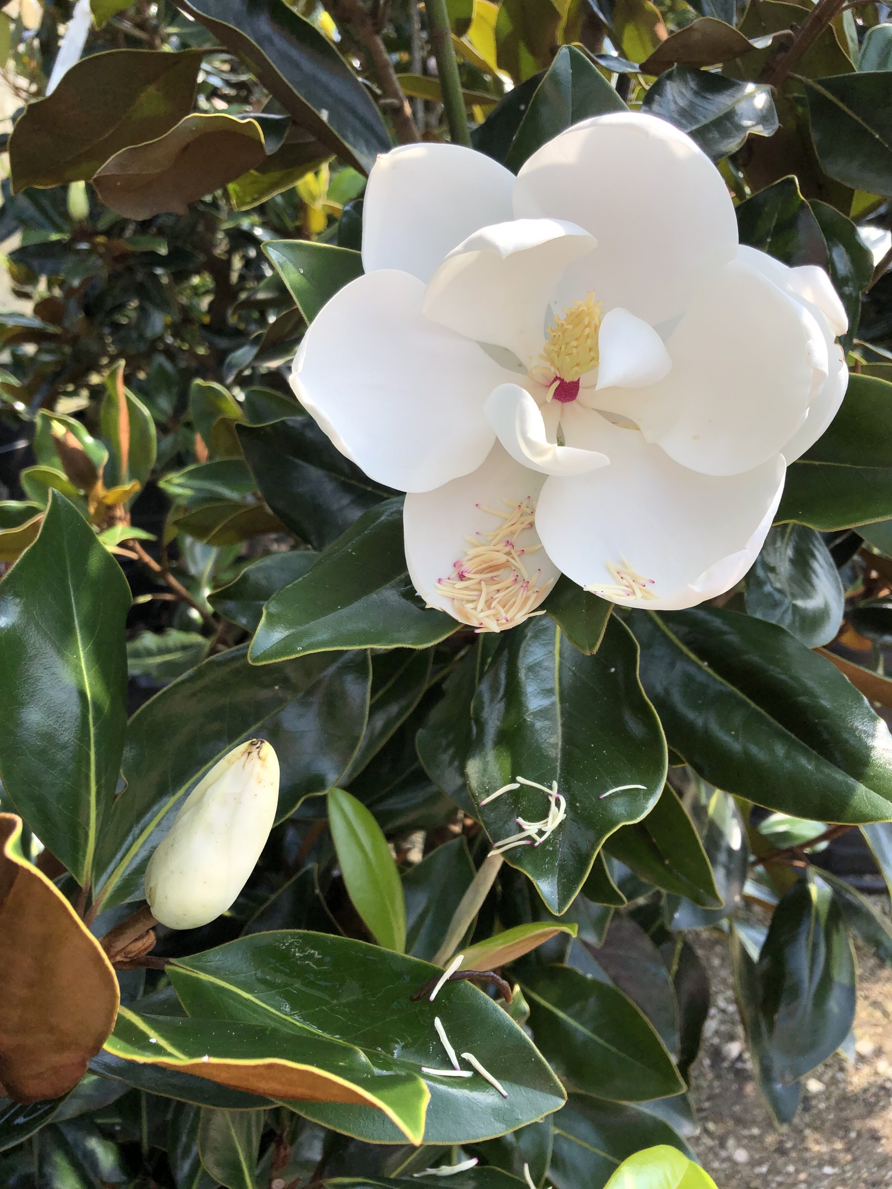 Little Gem magnolia bloom, large white flower open among glossy leaves and a bud