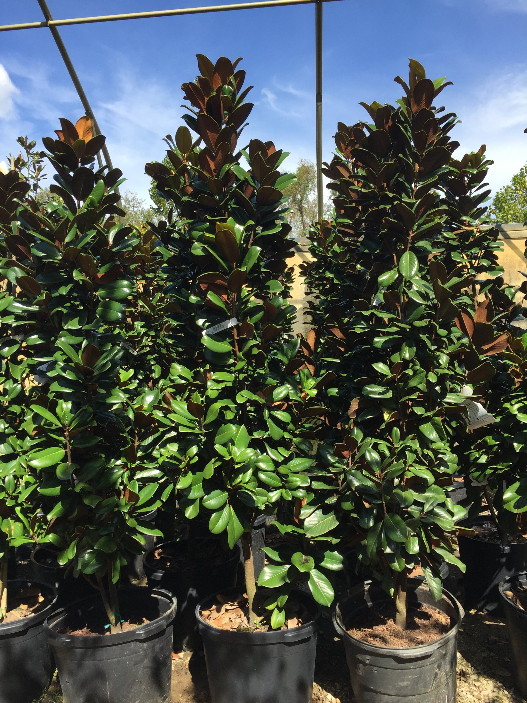 Teddy Bear magnolias in 15-gallon containers, dense upright columns of dark foliage