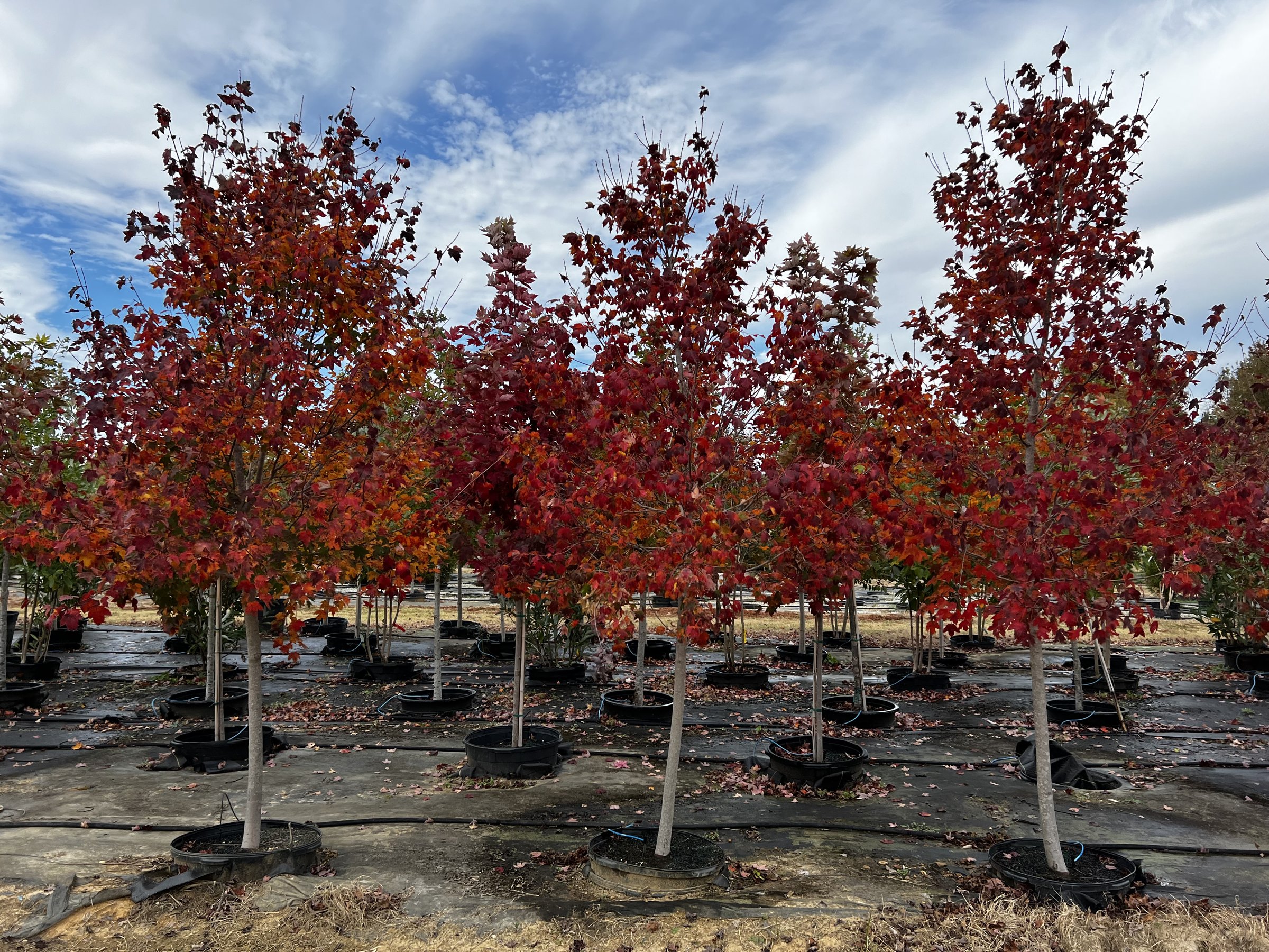 Burgundy Belle maples in 30-gallon pots, canopies in deep red fall colour