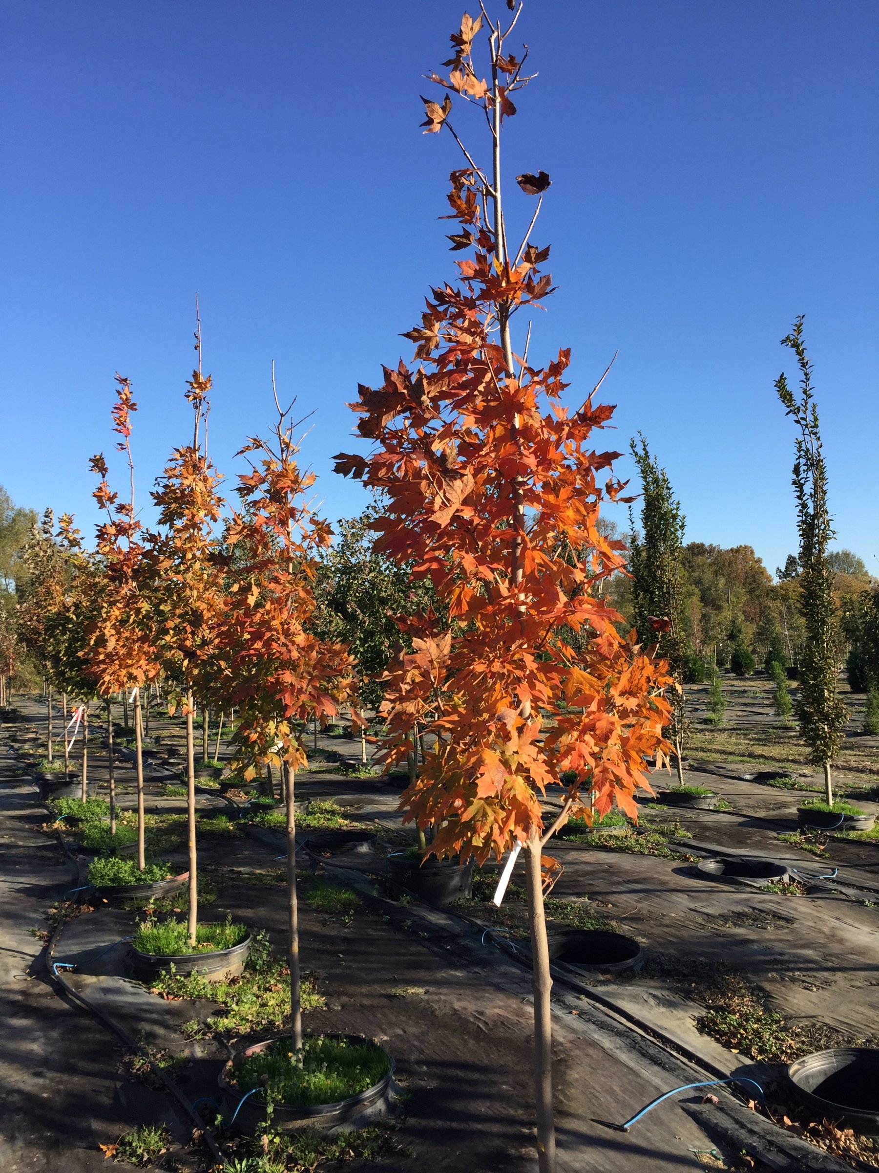 Legacy - Sugar Maple Tree