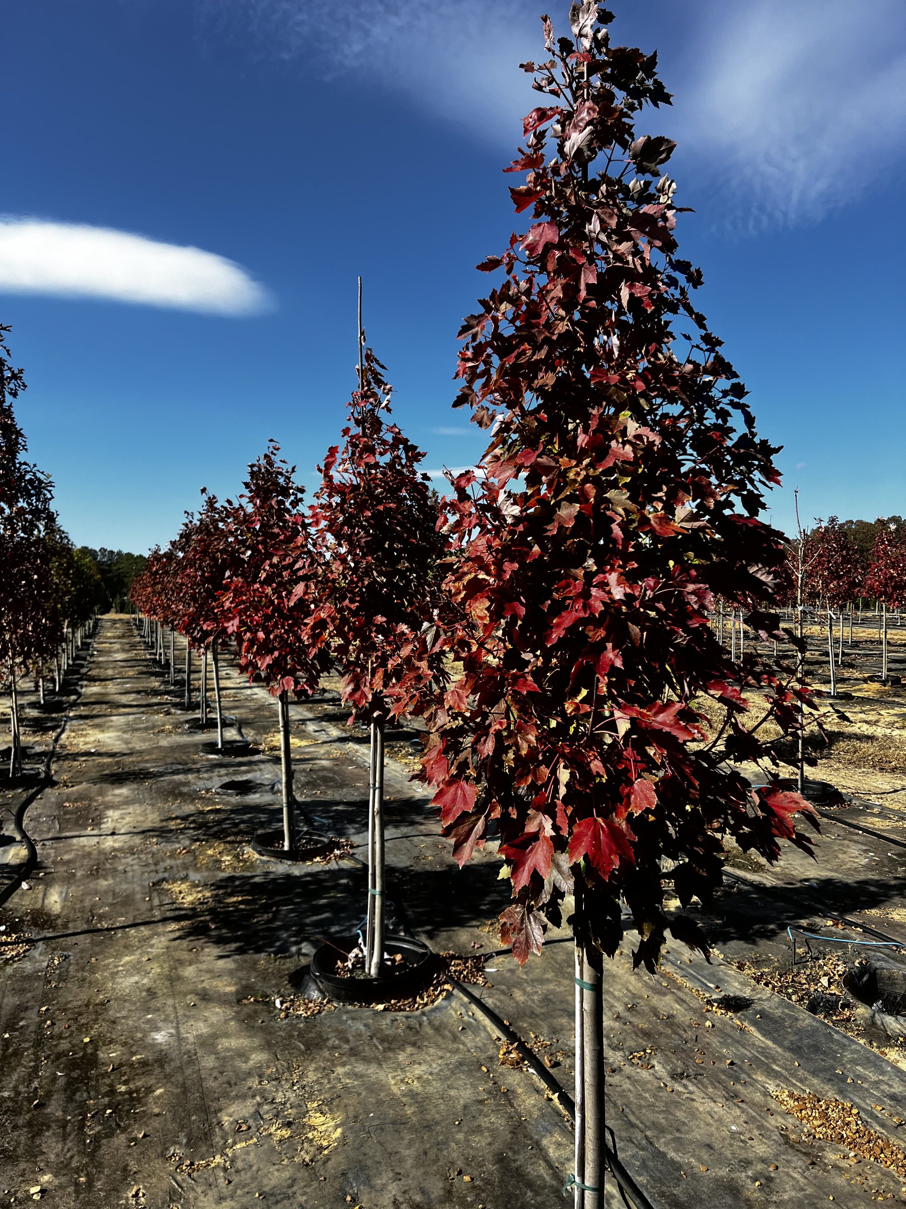October Glory maple in a 15-gallon pot, canopy turned deep red in November