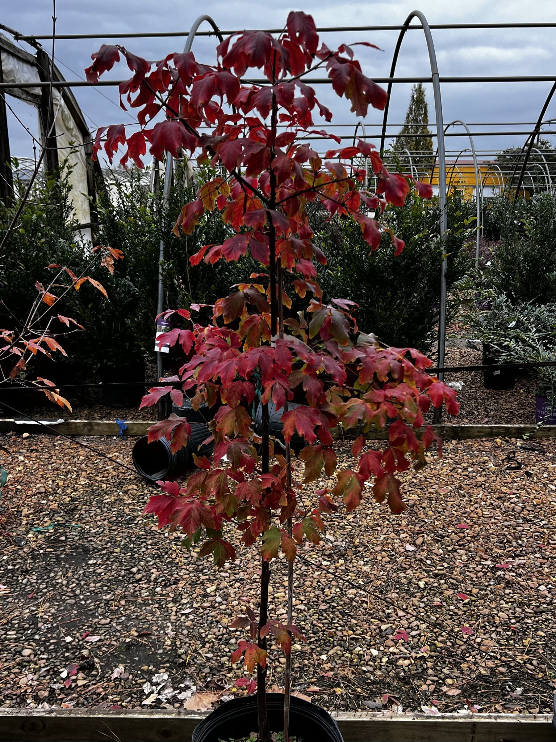 Paperbark maple in a seven-gallon pot, whole small tree in red autumn colour