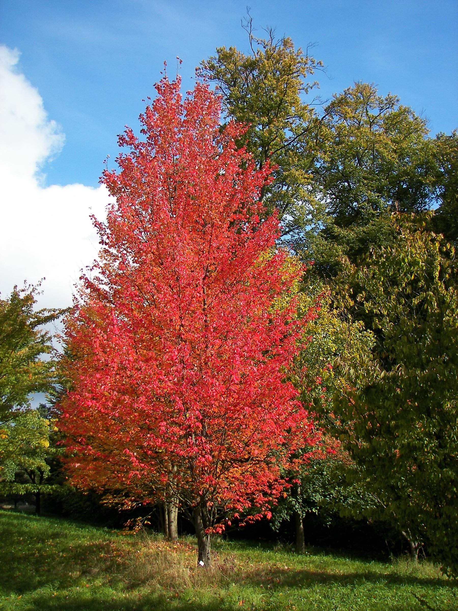 Summer Red - Maple Tree — Acer rubrum in brilliant red autumn colour, whole tree, species reference photo (photo Willow, CC BY 2.5, via Wikimedia Commons)