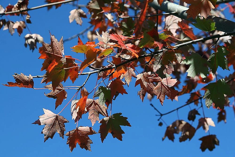 Sun Valley Maple Tree — species reference photo