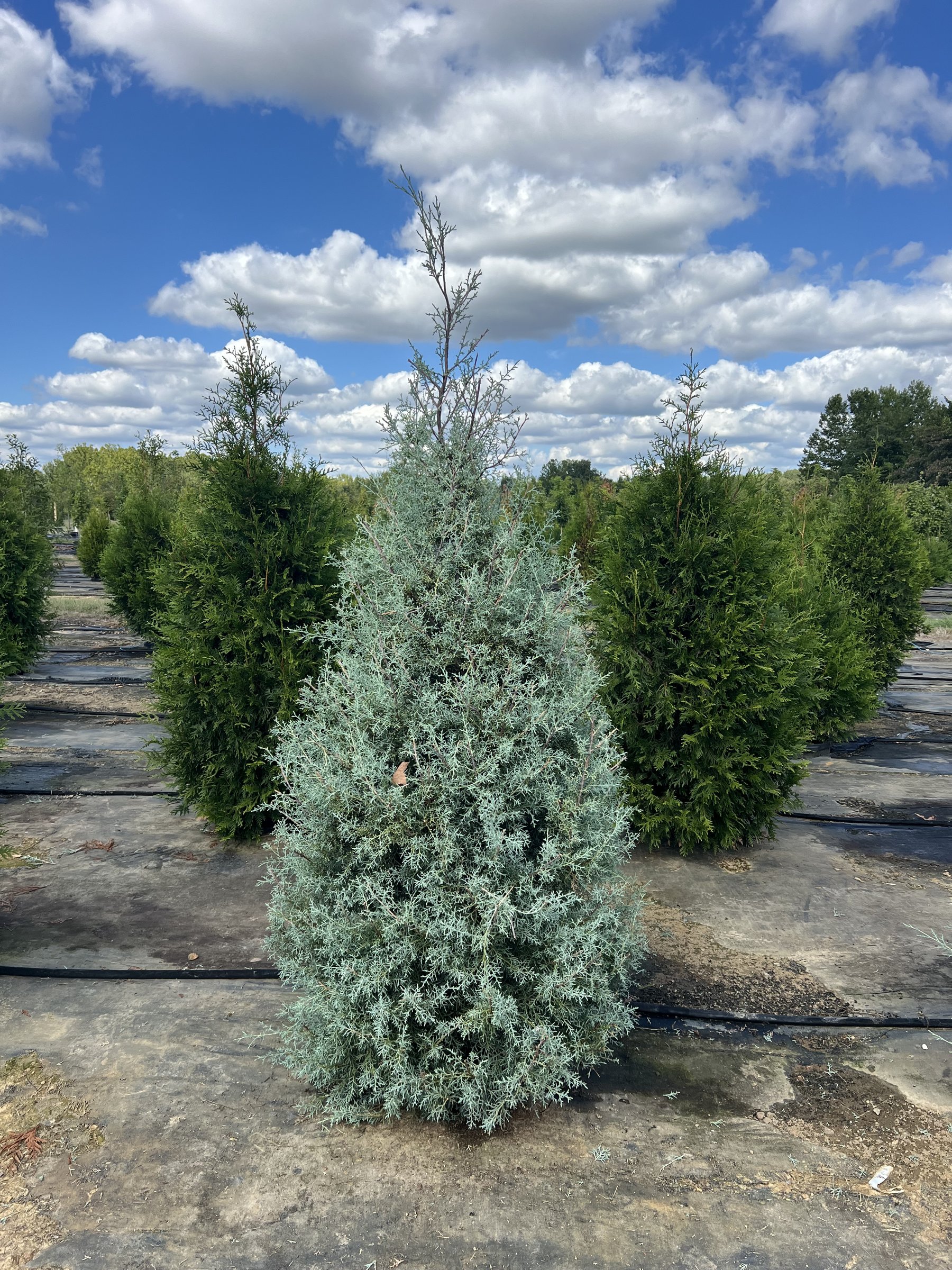 Carolina Sapphire Arizona cypress, silver-blue conical tree in a large container