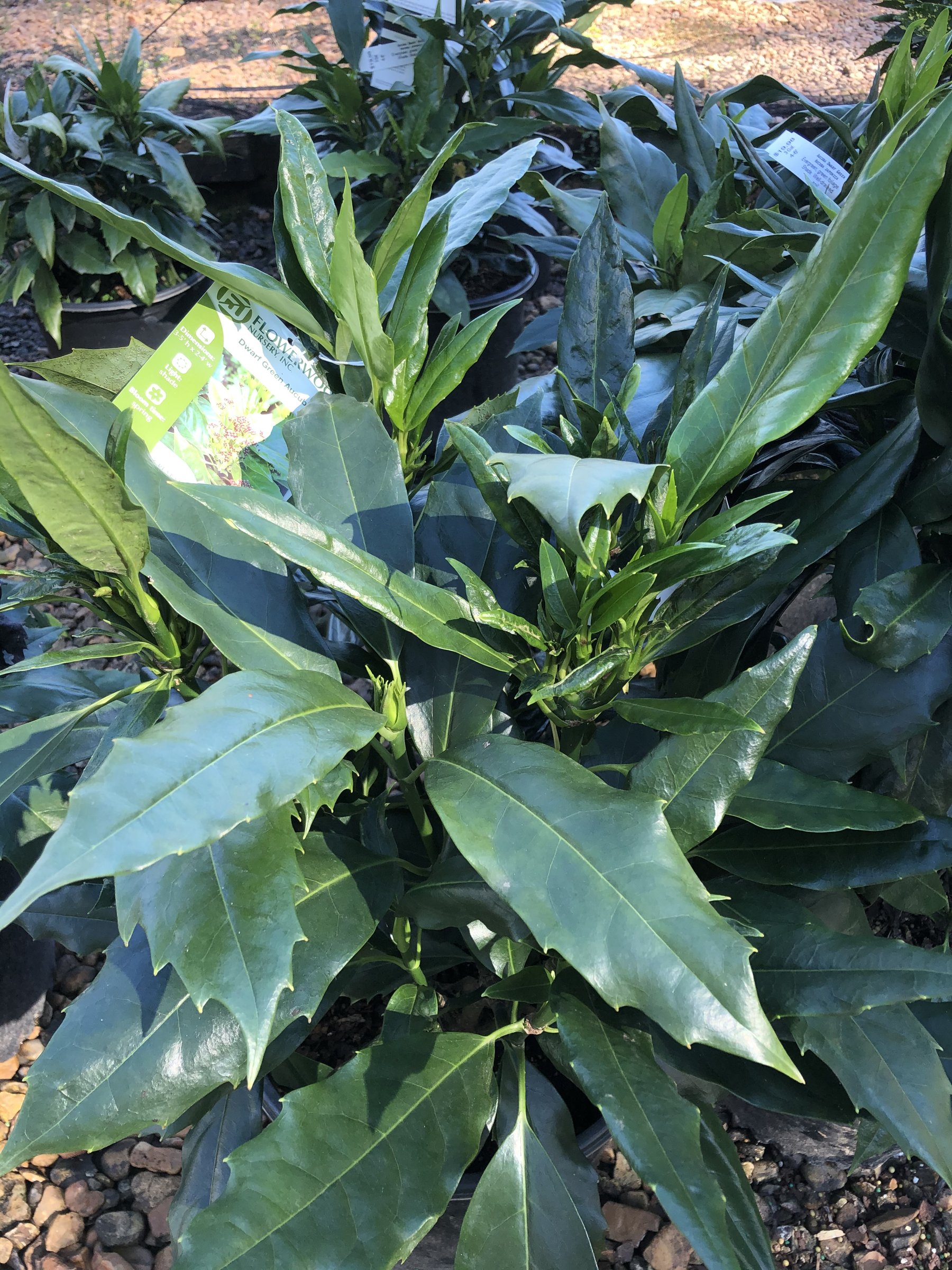 Green Aucuba, large glossy dark green leaves on a containerised nursery plant