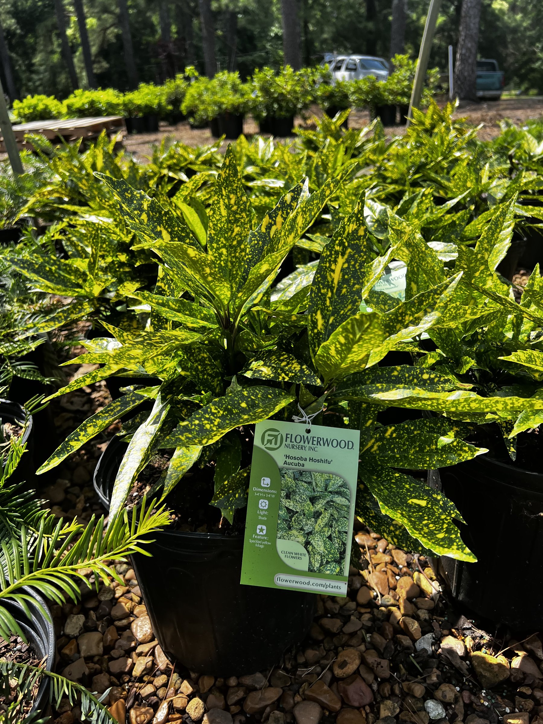 Hosoba Hoshifu - Aucuba Variegata