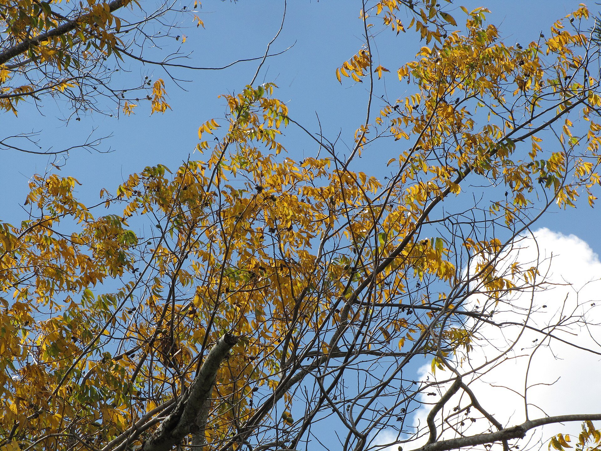 Desirable - Pecan Tree — pecan canopy in golden autumn colour, species reference photo (photo Forest and Kim Starr, CC BY 3.0 US, via Wikimedia Commons)