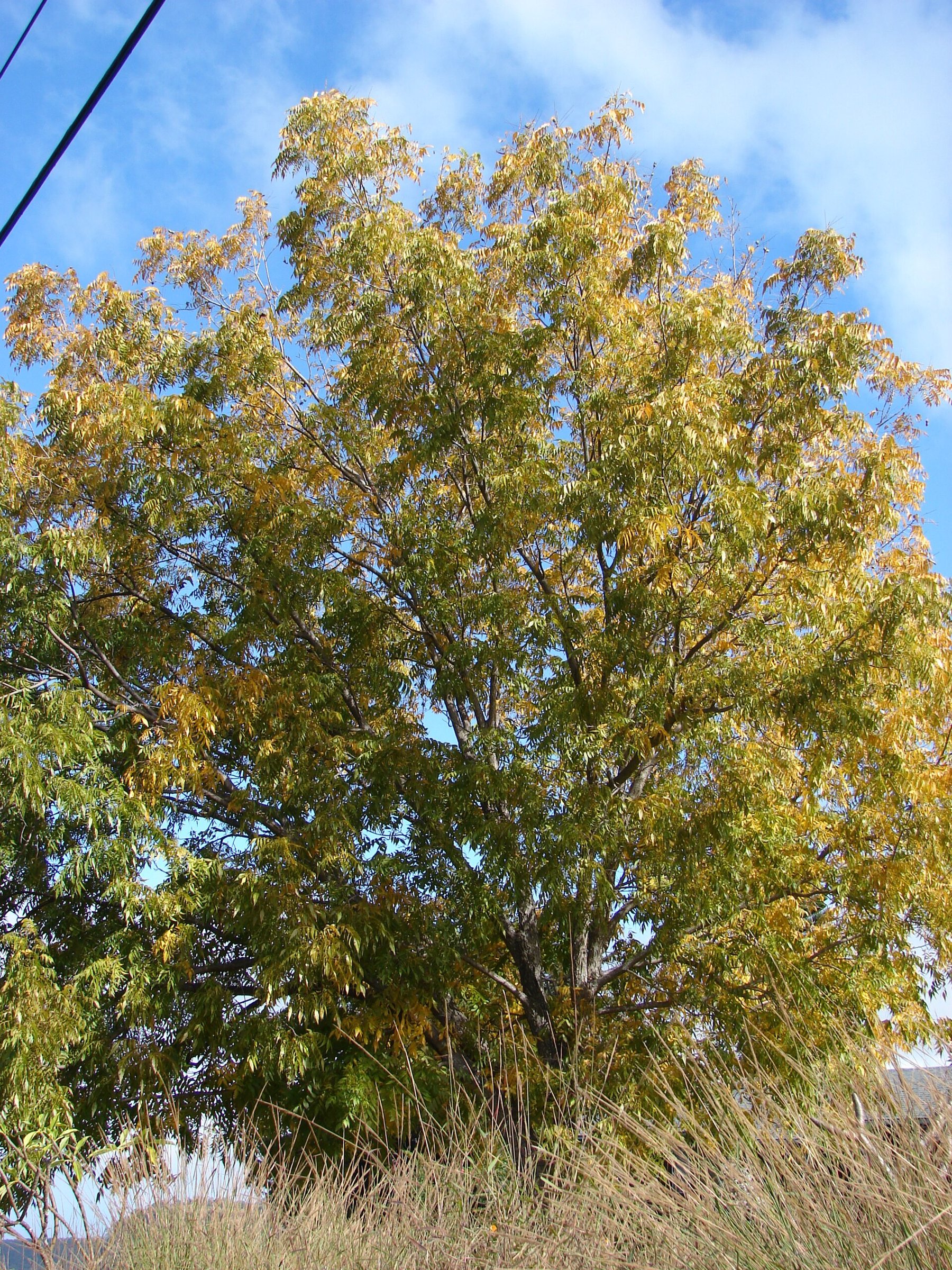 Sumner Pecan Tree — species reference photo