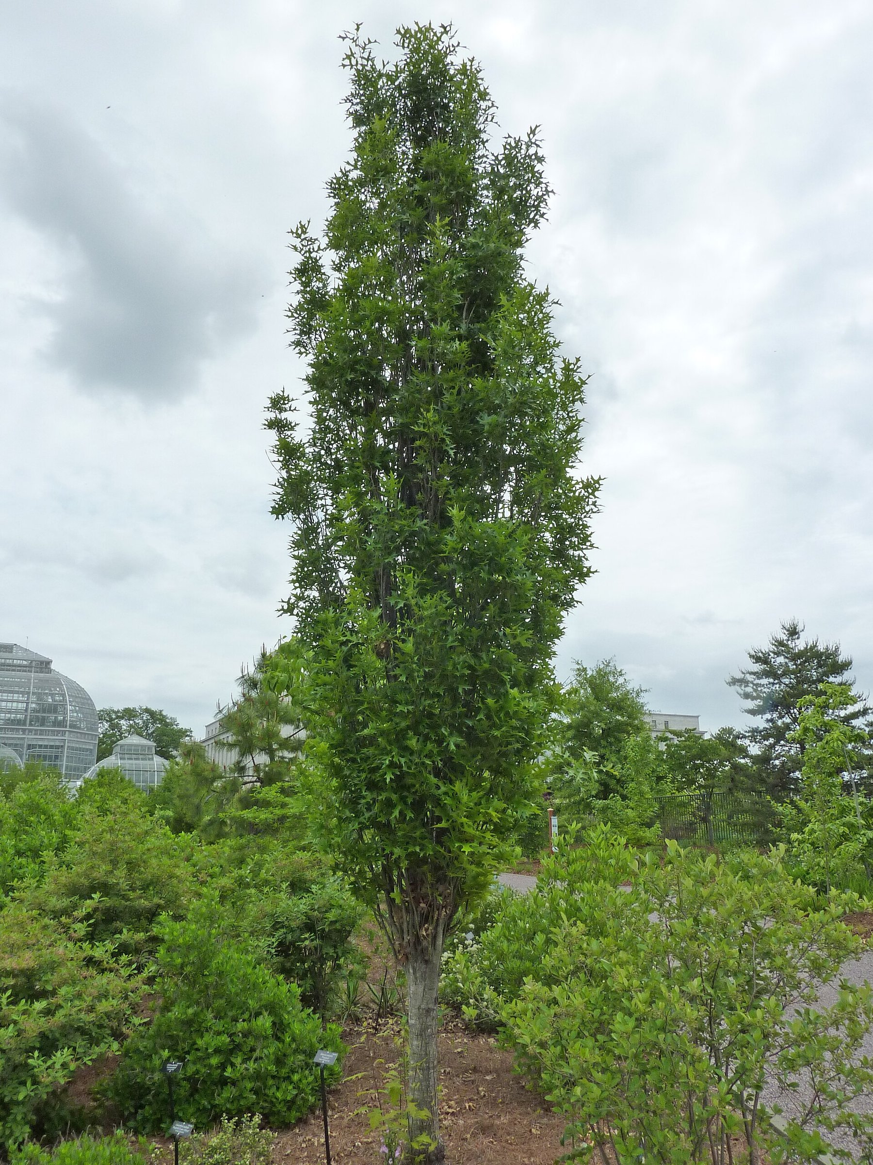 Green Pillar - Pin Oak Tree (photo James Steakley, CC BY-SA 3.0, via Wikimedia Commons)