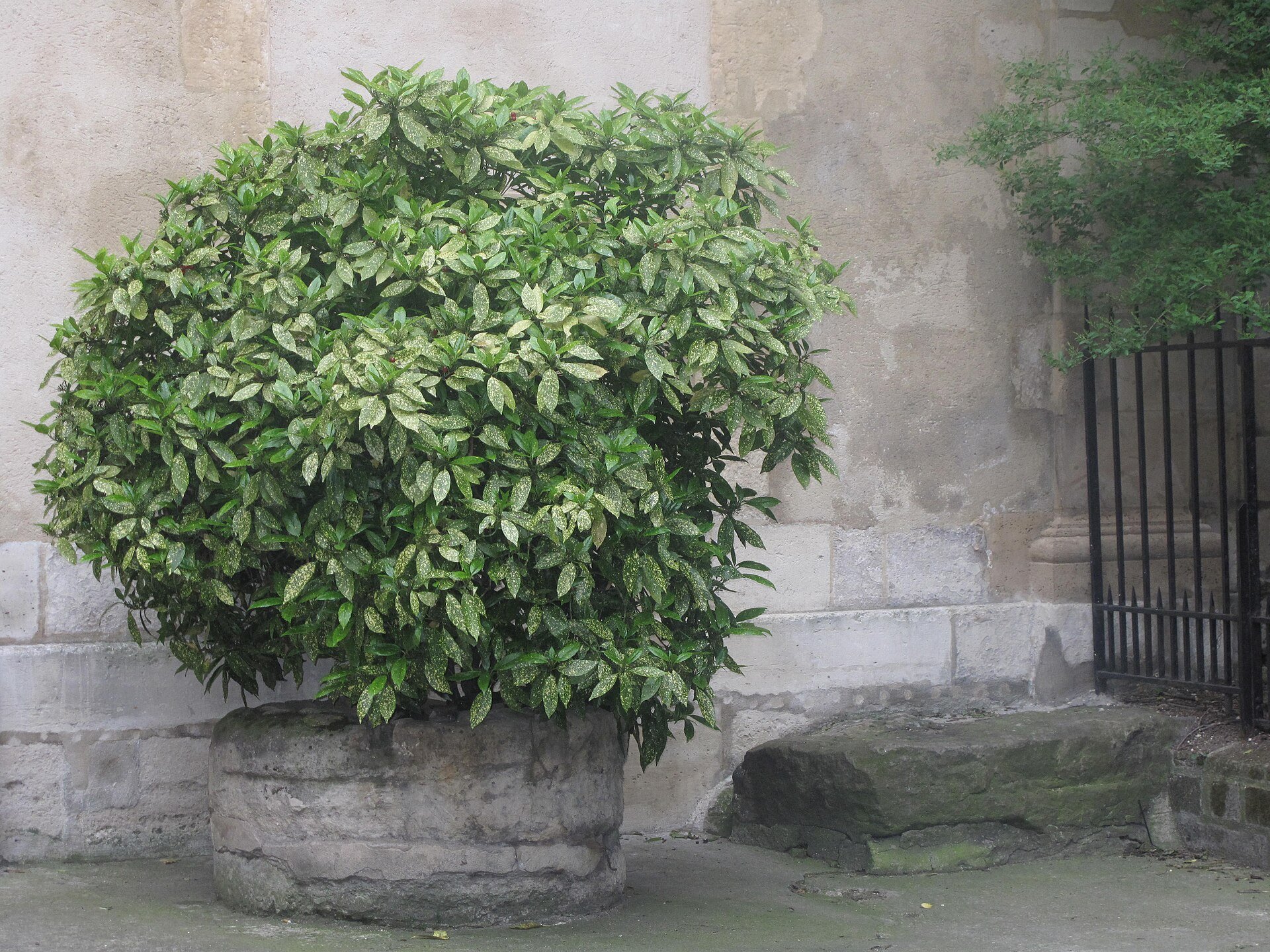 Variegata - Aucuba (public domain, via Wikimedia Commons)
