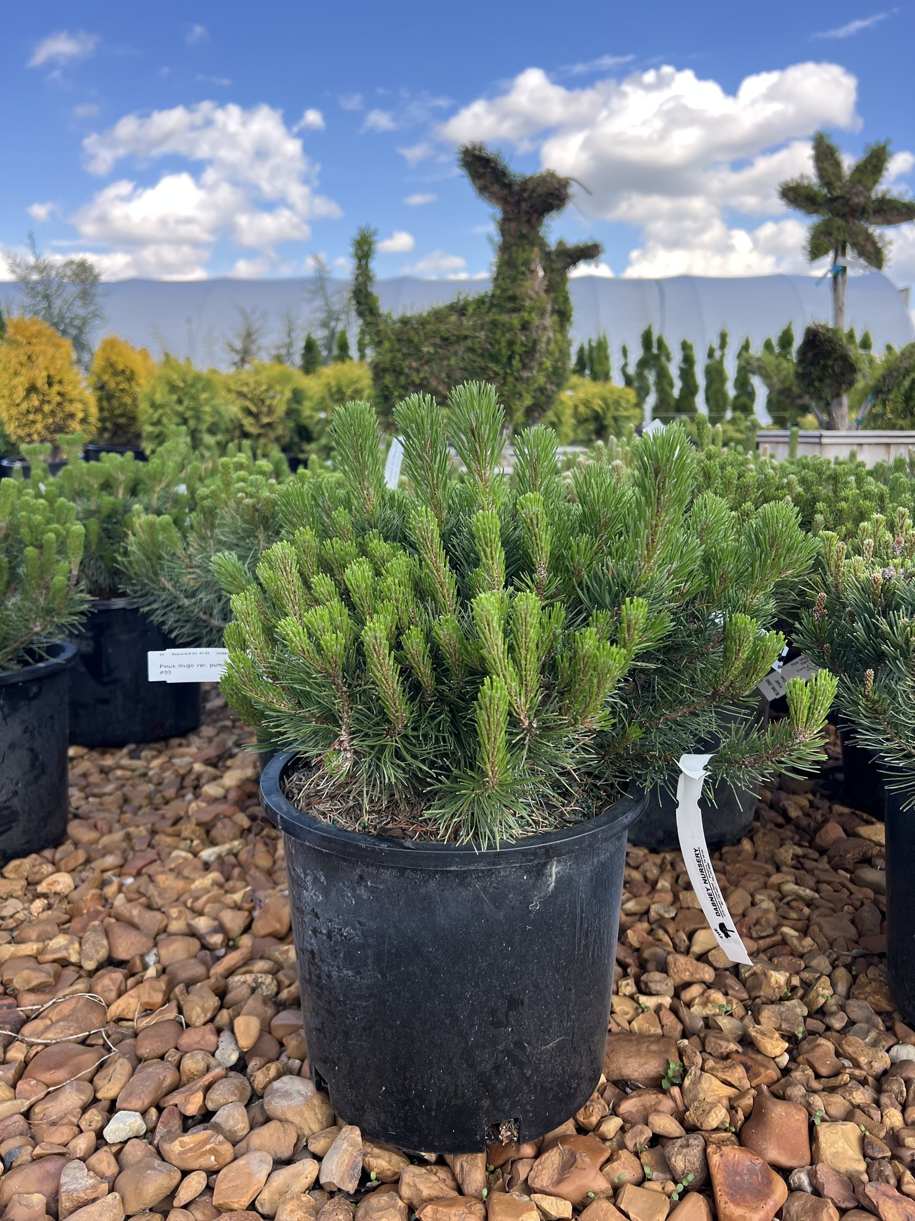 Dwarf mugo pine in a nursery pot, low bun of stiff dark green needles