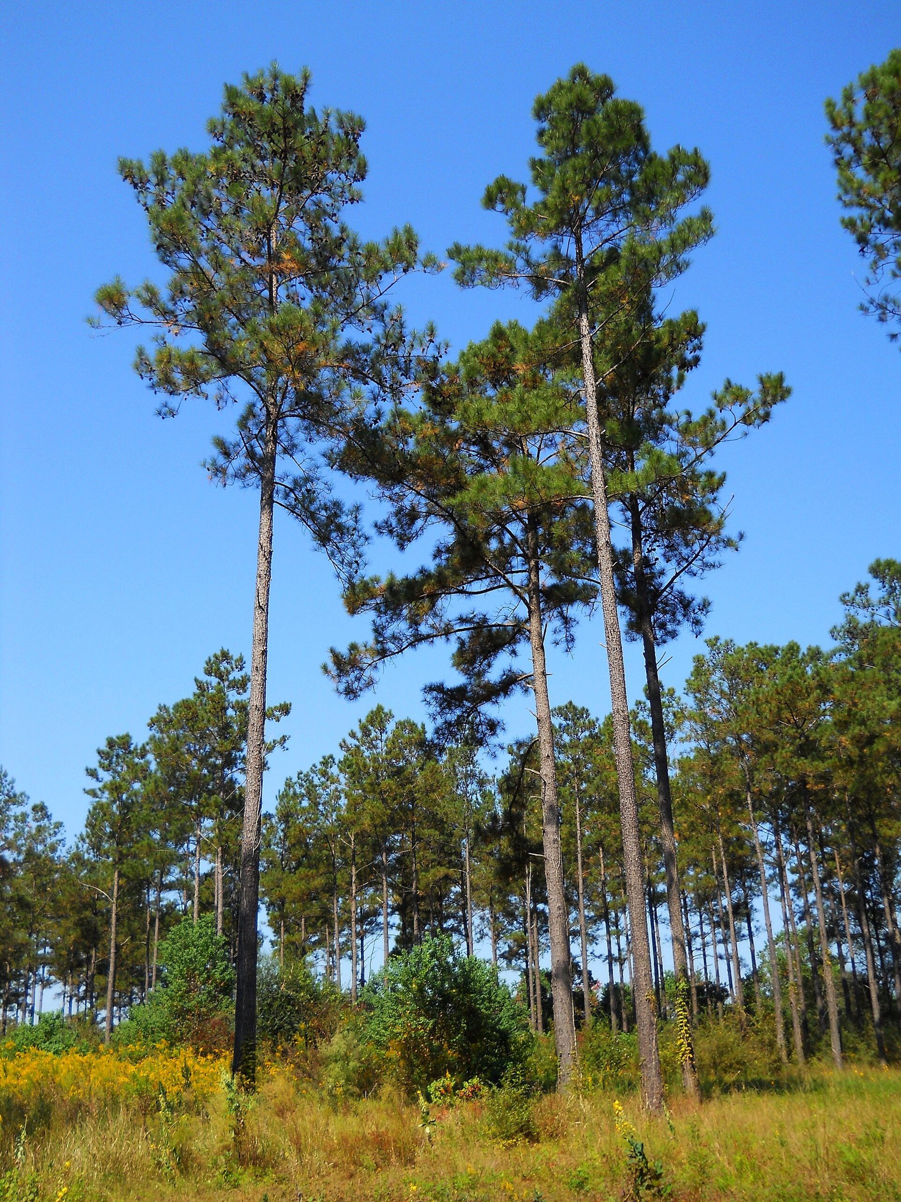 Loblolly Pine Tree — tall Pinus taeda in an open pine stand, species reference photo (photo Woodlot, CC BY-SA 3.0, via Wikimedia Commons)