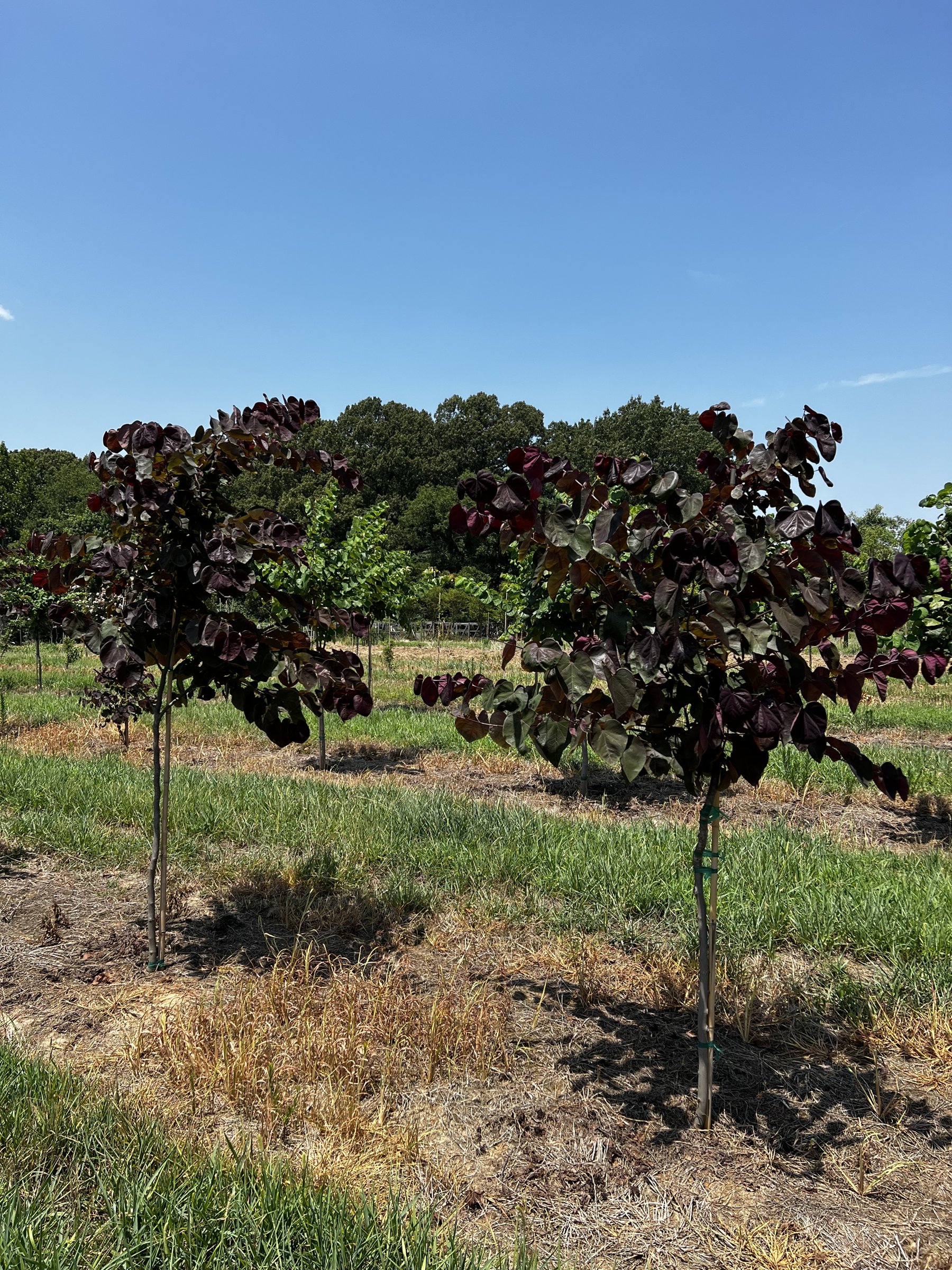 Field row of Forest Pansy redbud trees in full purple summer leaf