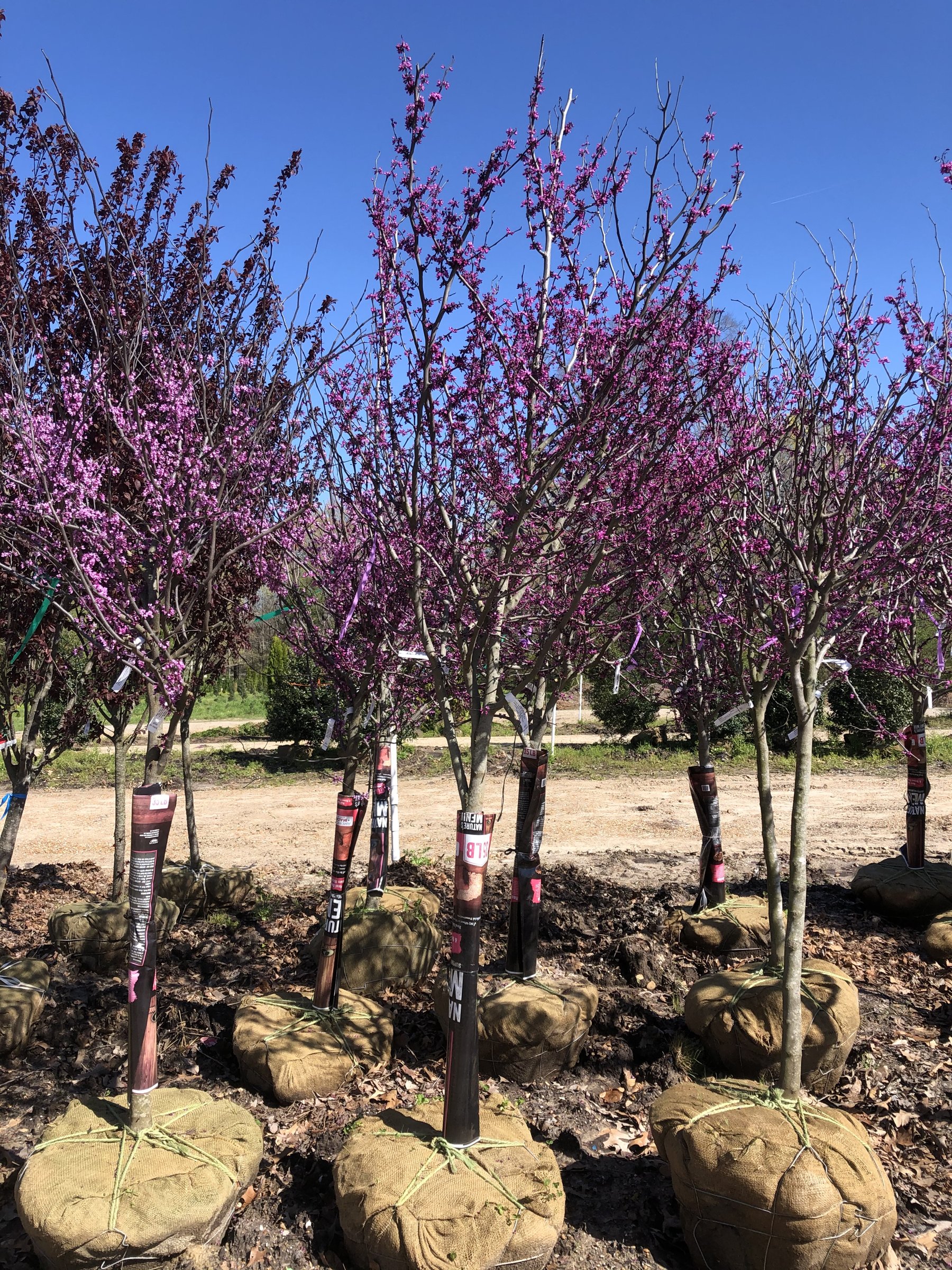 Merlot redbud, balled-and-burlapped trees in full magenta bloom in a nursery field
