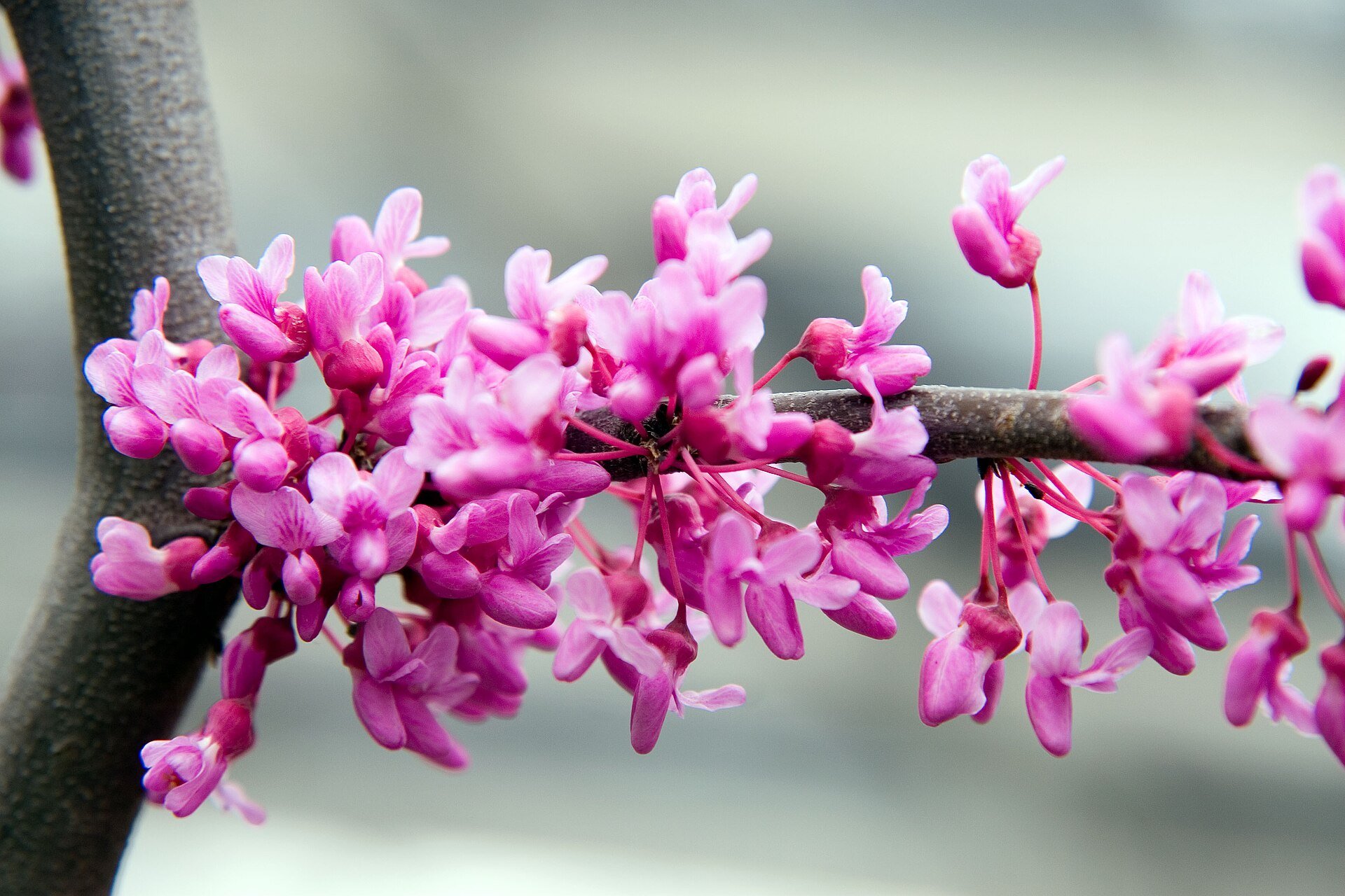 Monrovia - Lavender Twist - Redbud Tree (photo Photo by David J. Stang, CC BY-SA 4.0, via Wikimedia Commons)