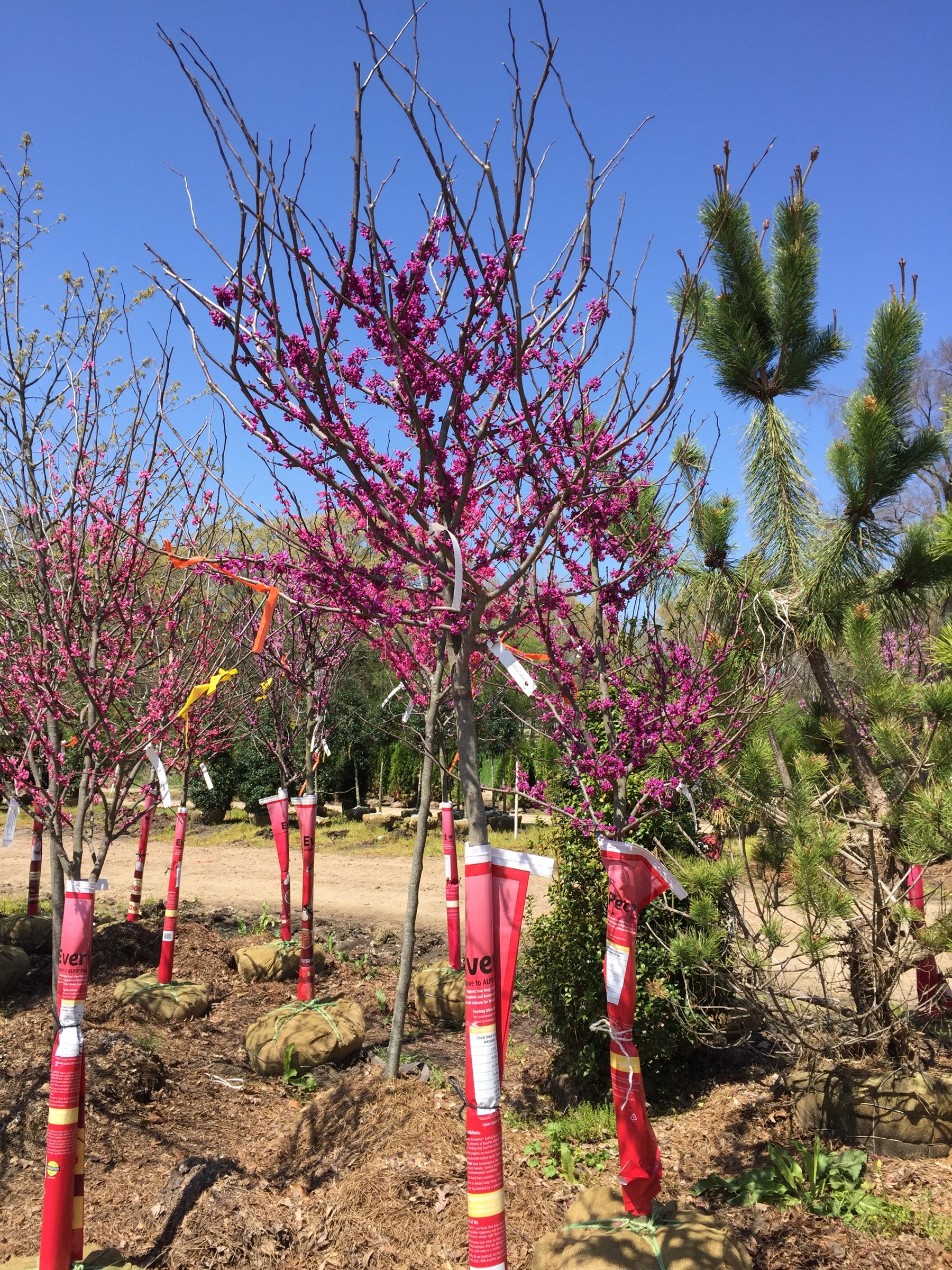 Oklahoma redbud, balled-and-burlapped tree in bloom with deep magenta flowers along bare branches
