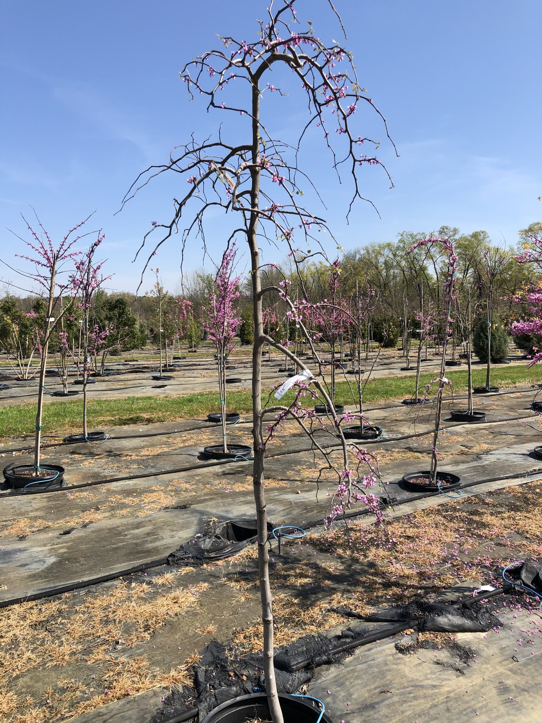 Pink Heartbreaker weeping redbud in bloom, pink flowers along cascading branches, plant in a nursery container