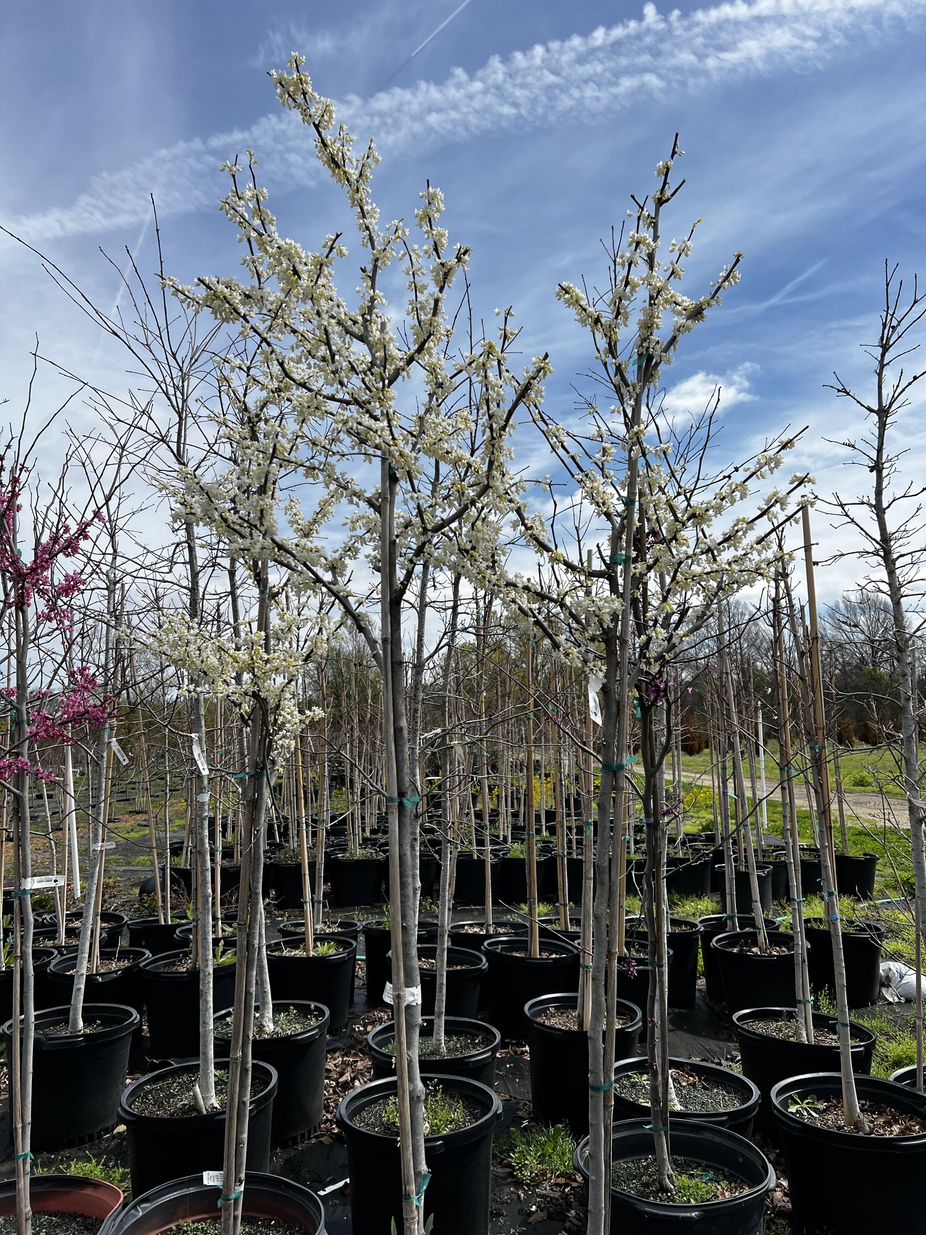 Royal White - Redbud Tree