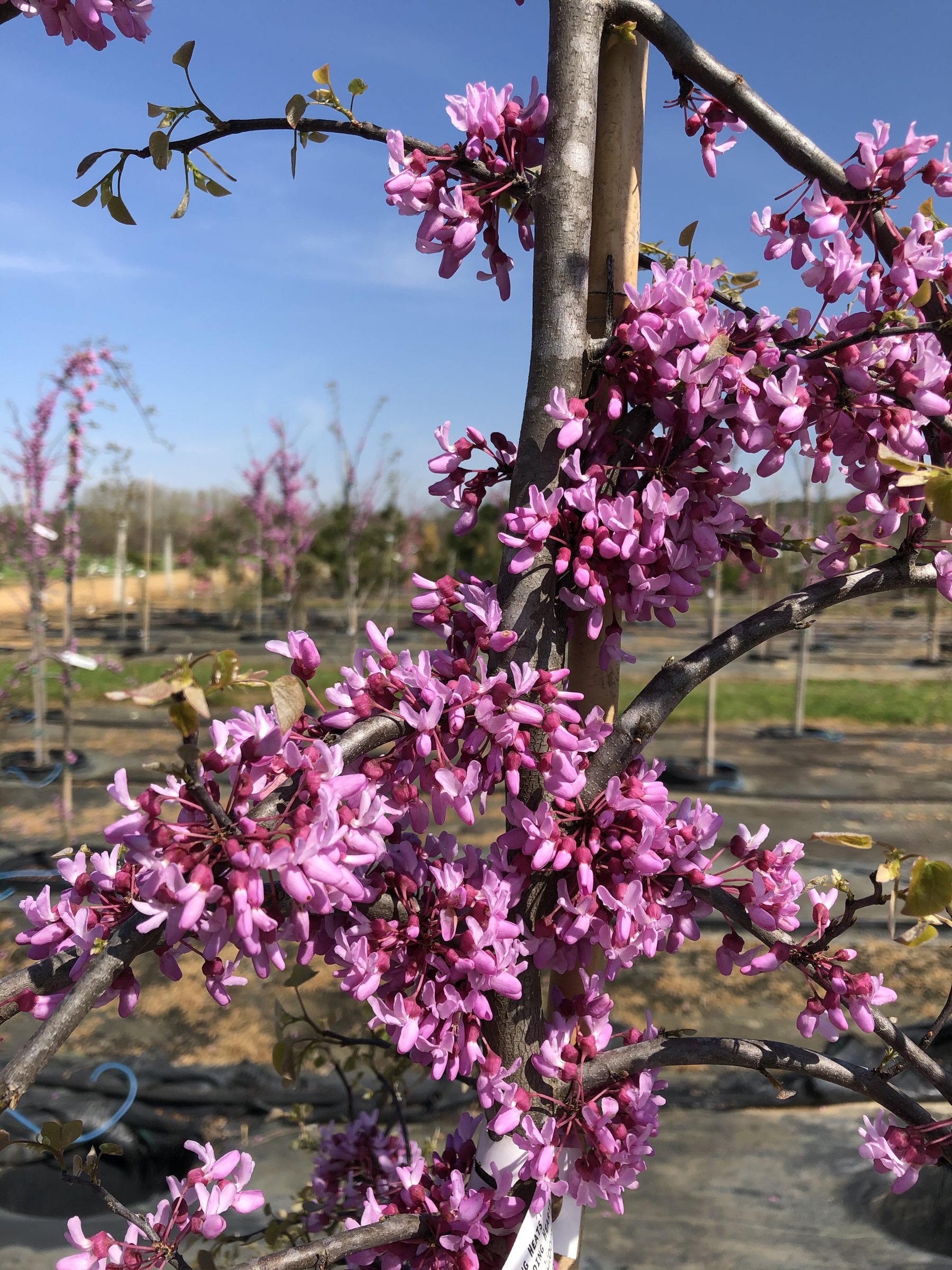 Ruby Falls redbud in bloom, lavender-pink flowers crowding weeping branches