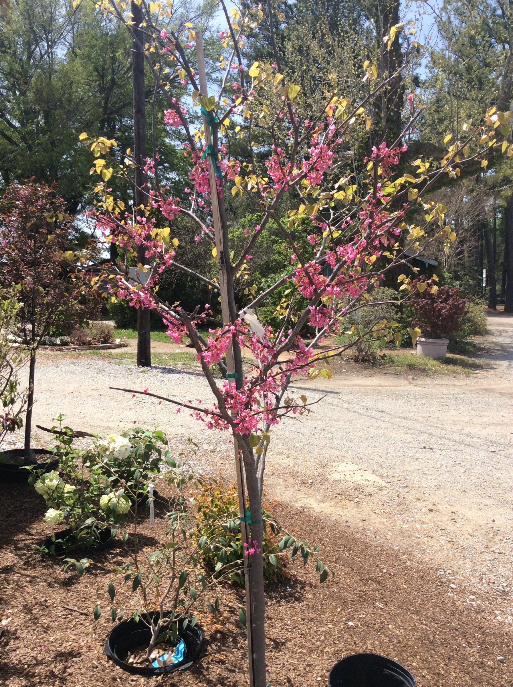Tennessee Pink redbud in bloom, young container tree with bright pink flowers along its branches