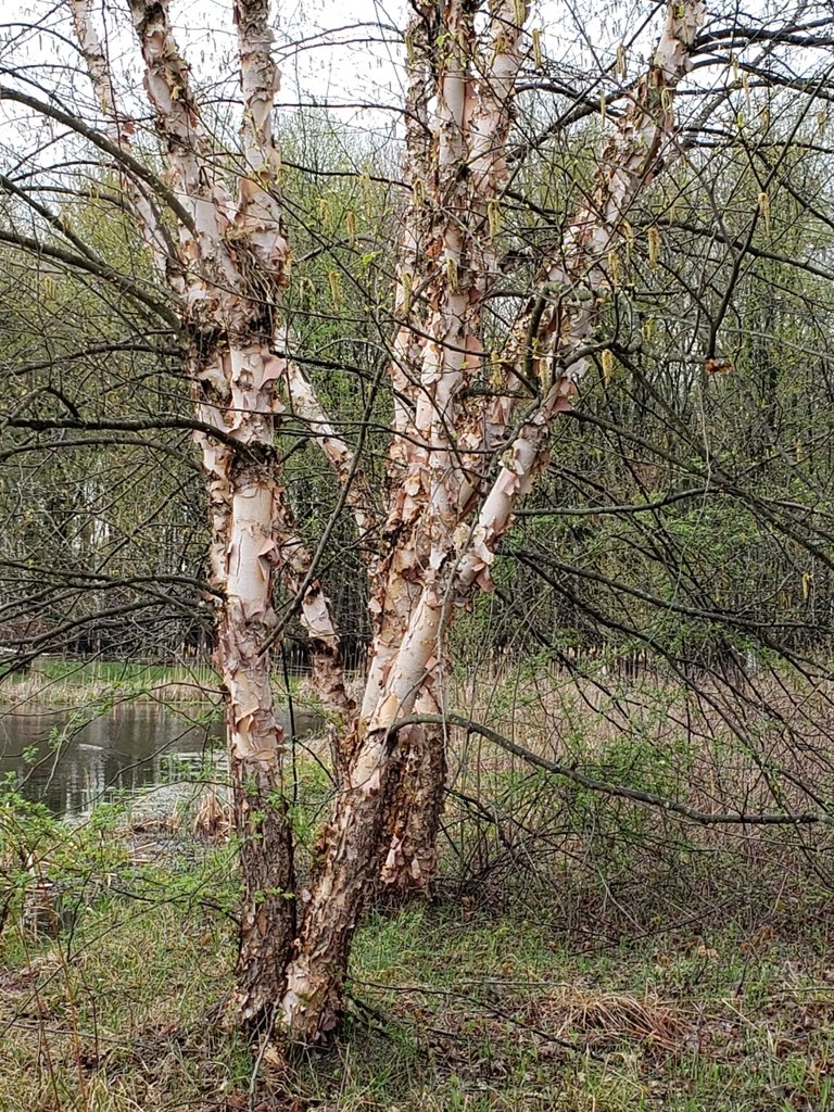 Dura Heat River Birch Tree — species reference photo