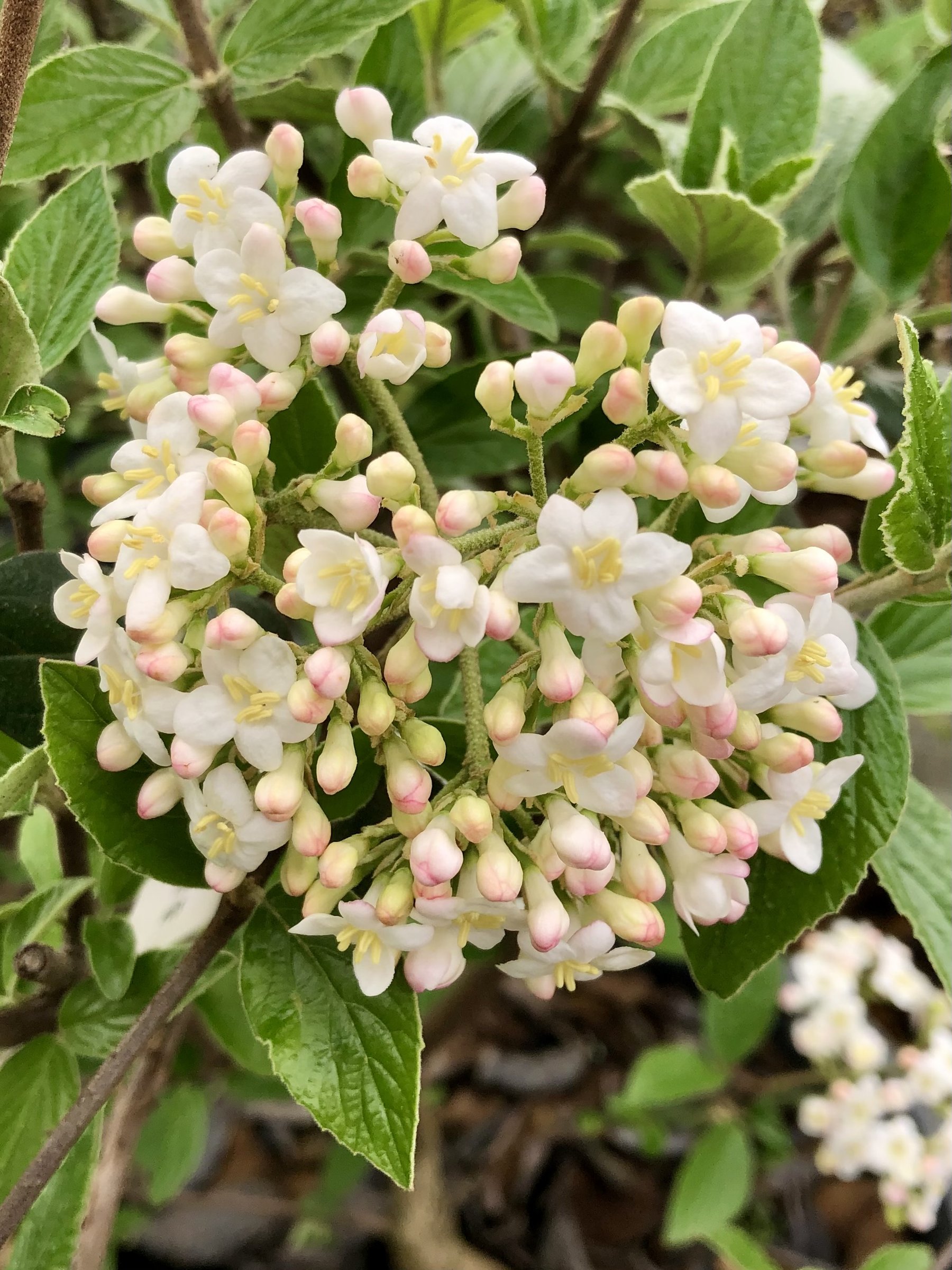 Burkwood viburnum flower cluster, white blooms opening from pink buds