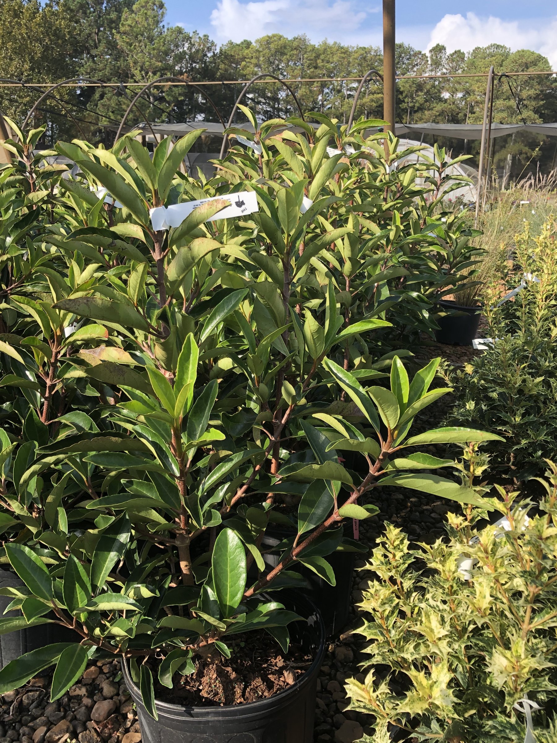 Chindo viburnum in a nursery container, upright plant with long glossy dark leaves