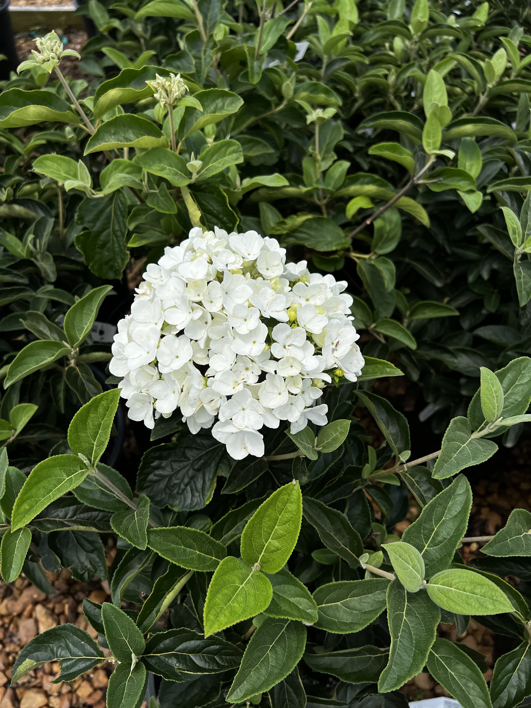 Chinese snowball viburnum, a dense white flower ball above dark ribbed leaves