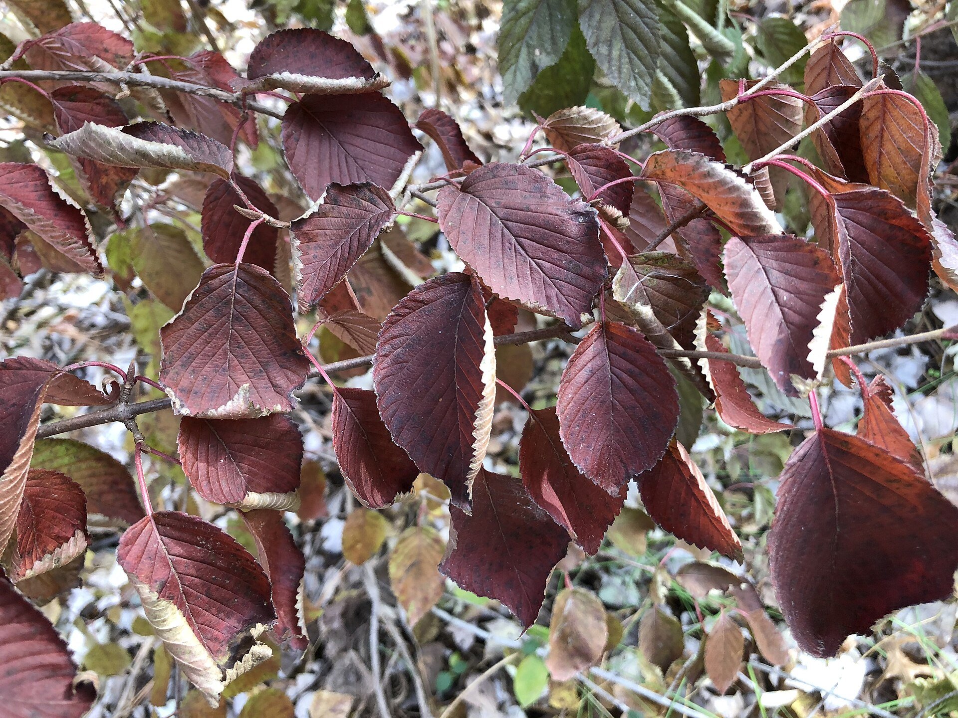 Eastern Snowball - Viburnum — Viburnum plicatum foliage in deep red autumn colour, species reference photo (photo Famartin, CC BY-SA 4.0, via Wikimedia Commons)