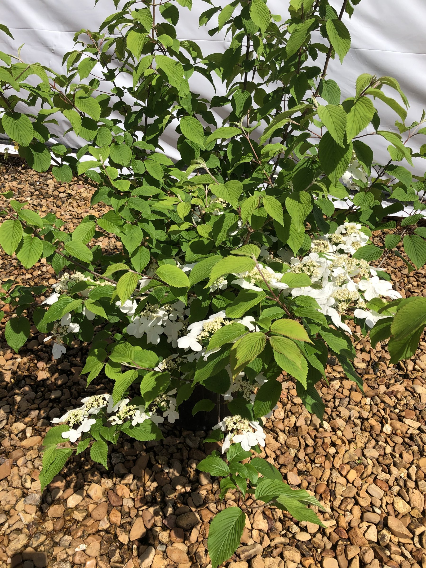 Mariesii - Viburnum