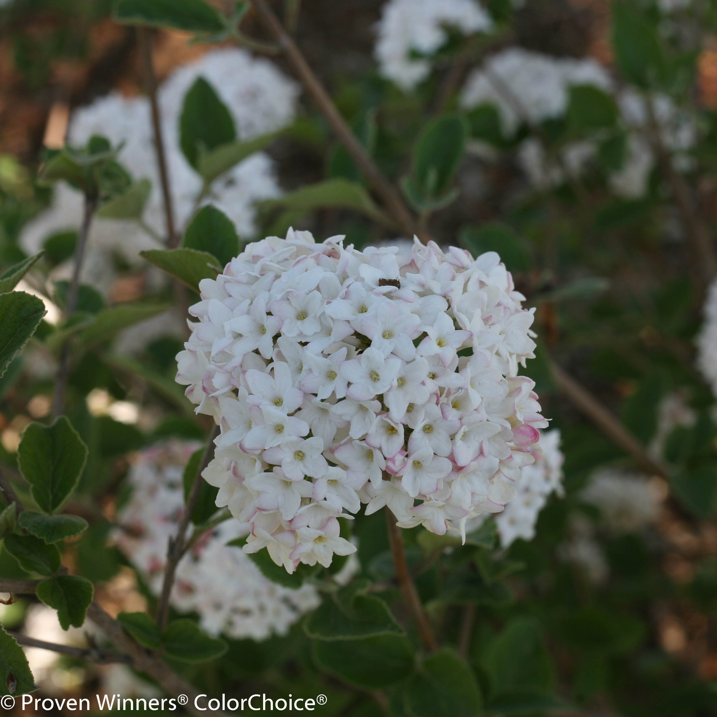 Baby Spice viburnum, Proven Winners photo - the plant itself