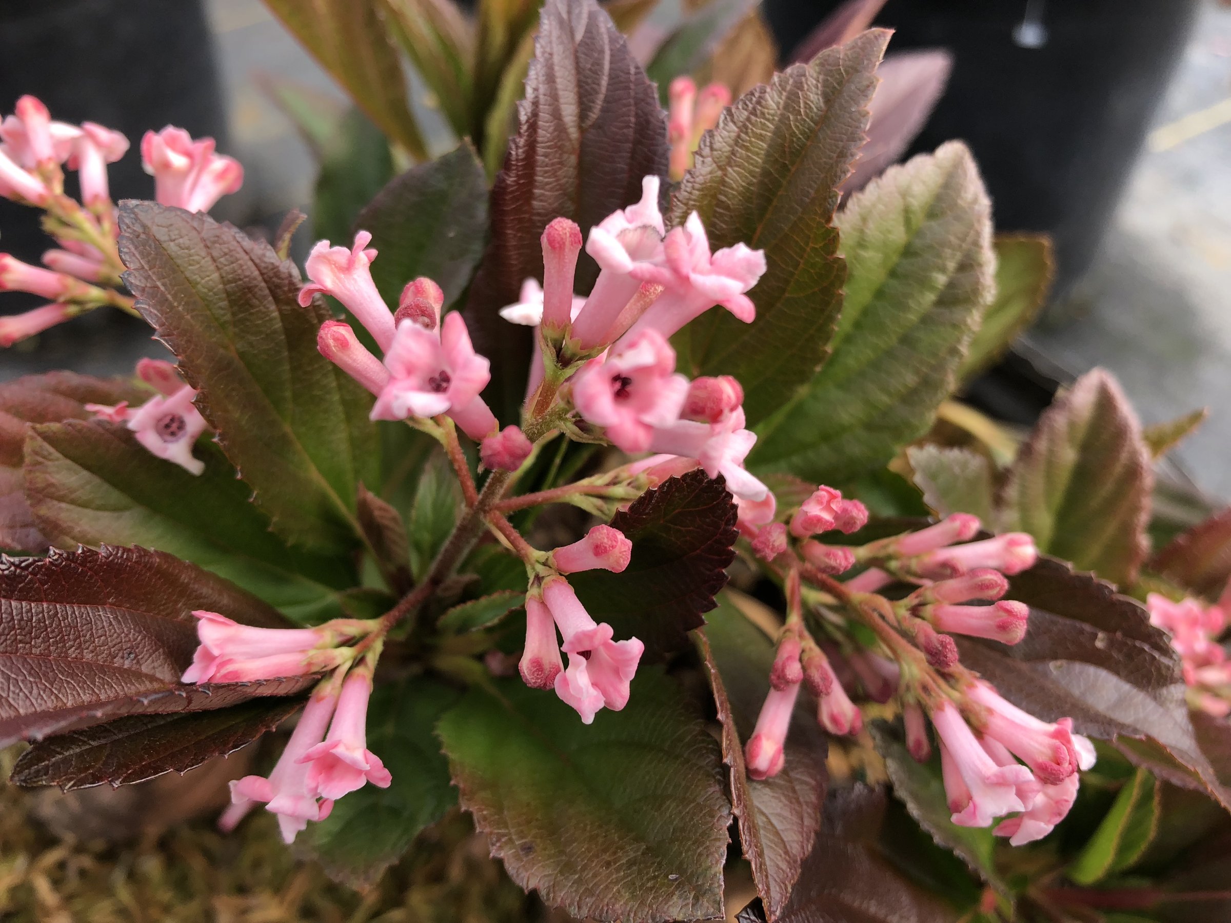 Sweet Talker viburnum, Proven Winners photo - the plant itself