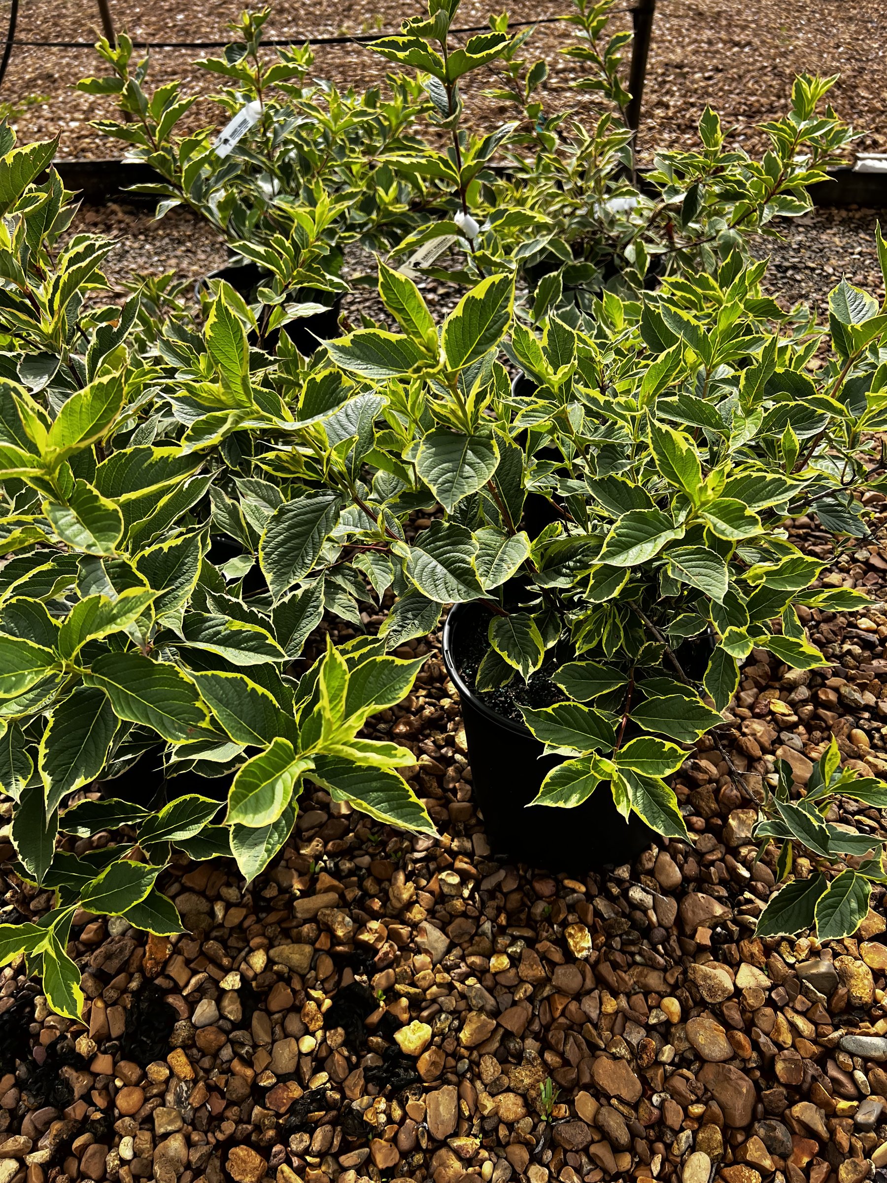 Nana Variegata - Weigela