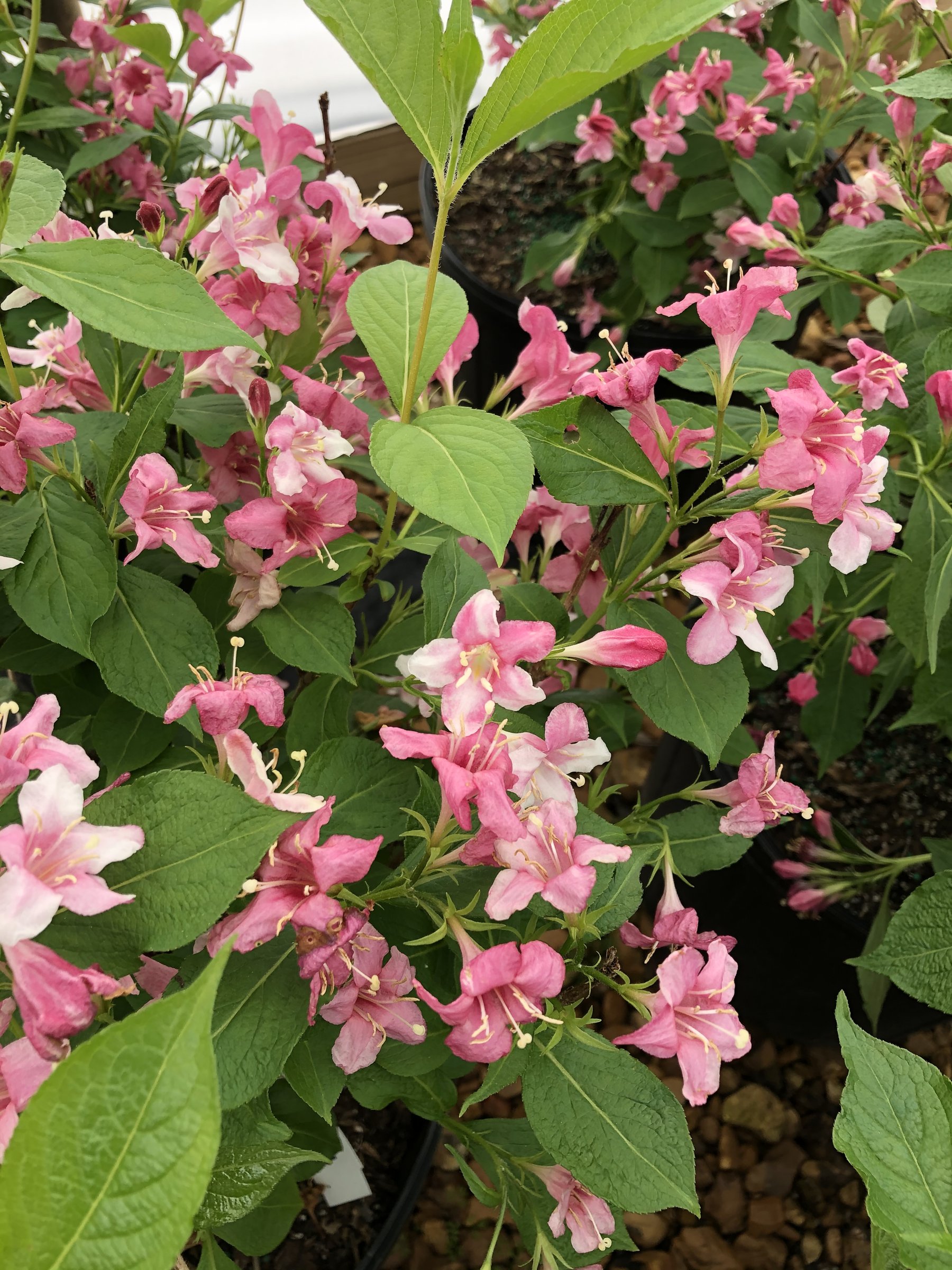 Pink Poppet weigela in bloom, clusters of small pink trumpet flowers along leafy stems