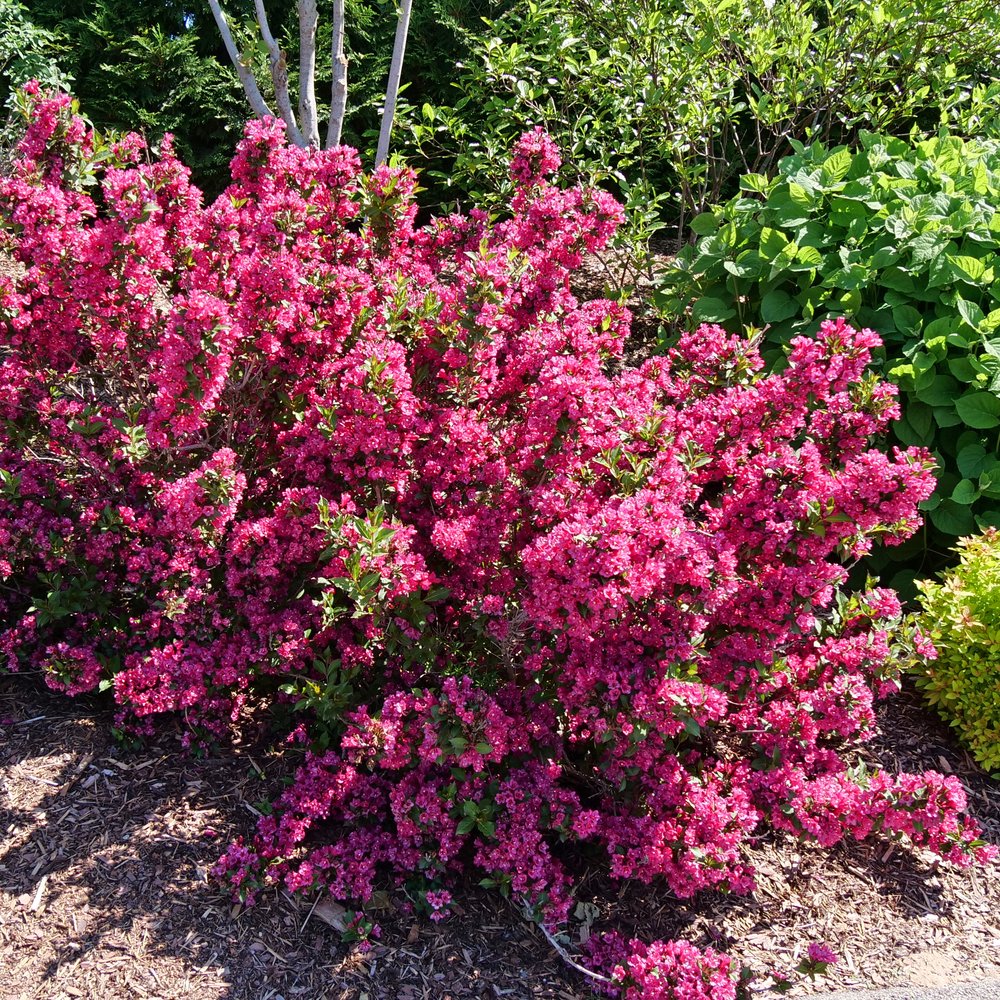 Sonic Bloom Punch weigela, Proven Winners photo - the plant itself