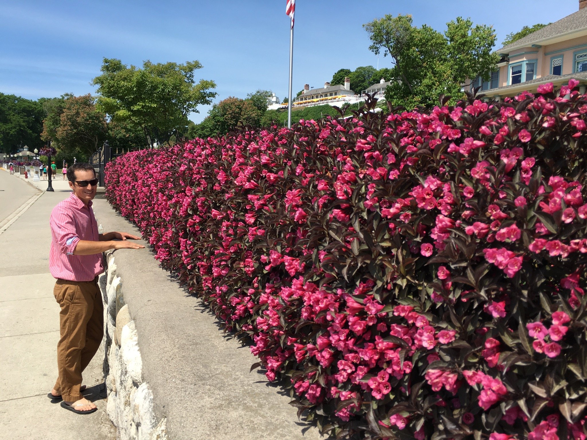 Wine & Roses weigela, Proven Winners photo - the plant itself