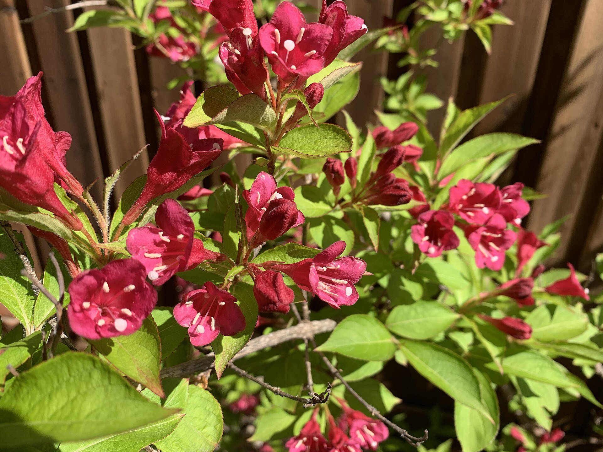 Rubidor - Weigela — Weigela florida with deep red trumpet flowers, species reference photo (public domain, via Wikimedia Commons)
