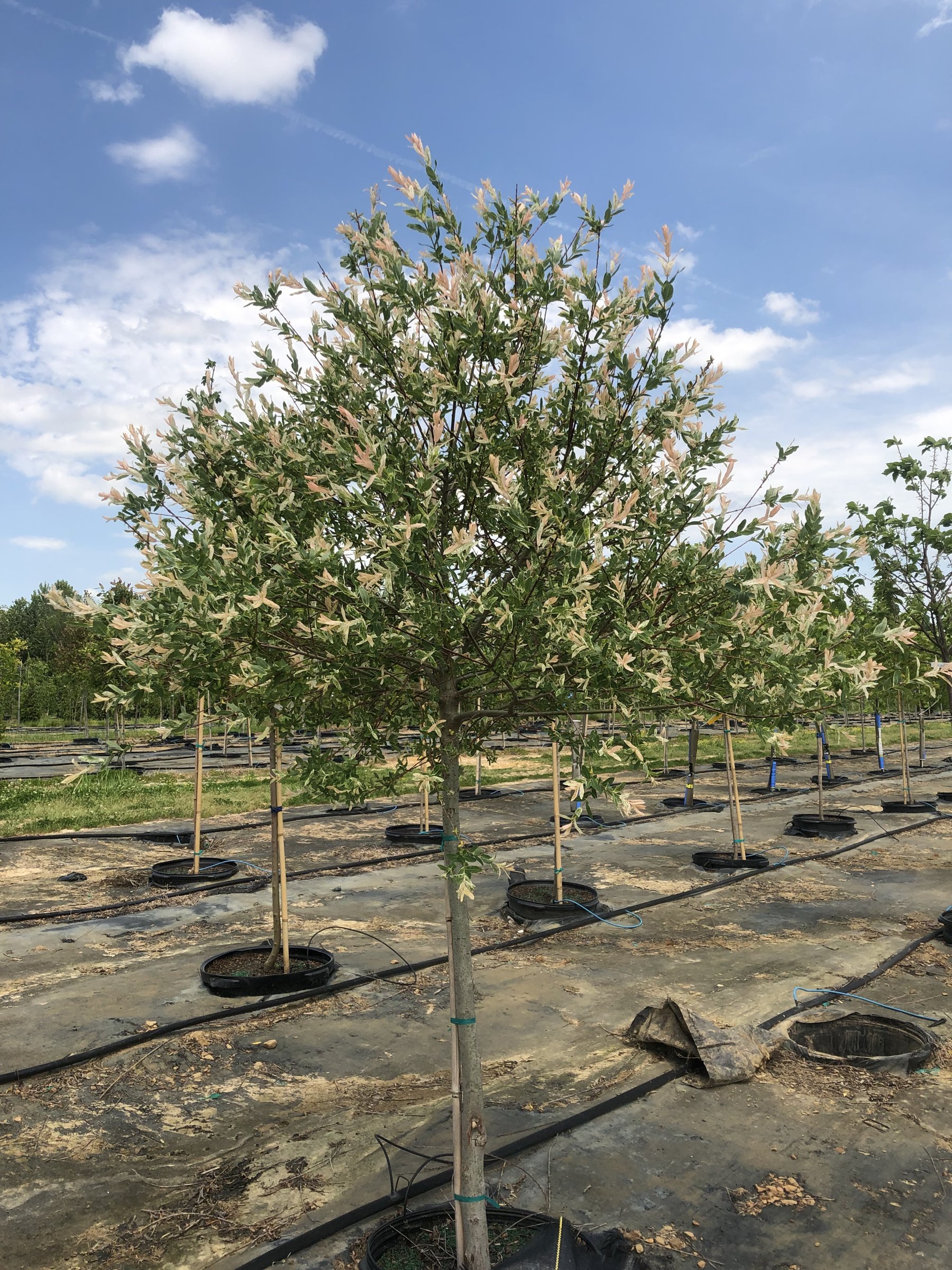 Hakuro Nishiki dappled willow grown as a standard in a 15-gallon container, pink and cream new growth