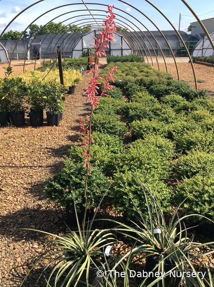 Red yucca in a nursery bed, grassy blue-green clump sending up a tall coral-red flower spike