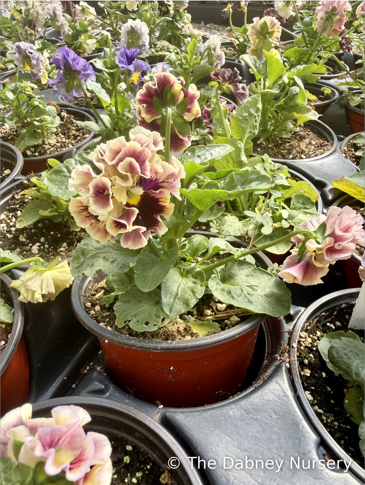 Elegance Antoinette Collection Pansy · The Dabney Nursery