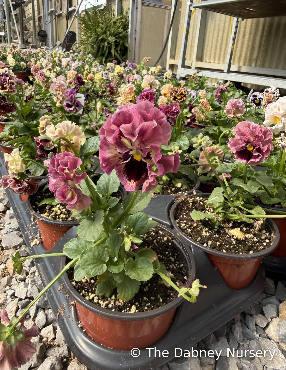 Elegance Twilight Collection Pansy · The Dabney Nursery