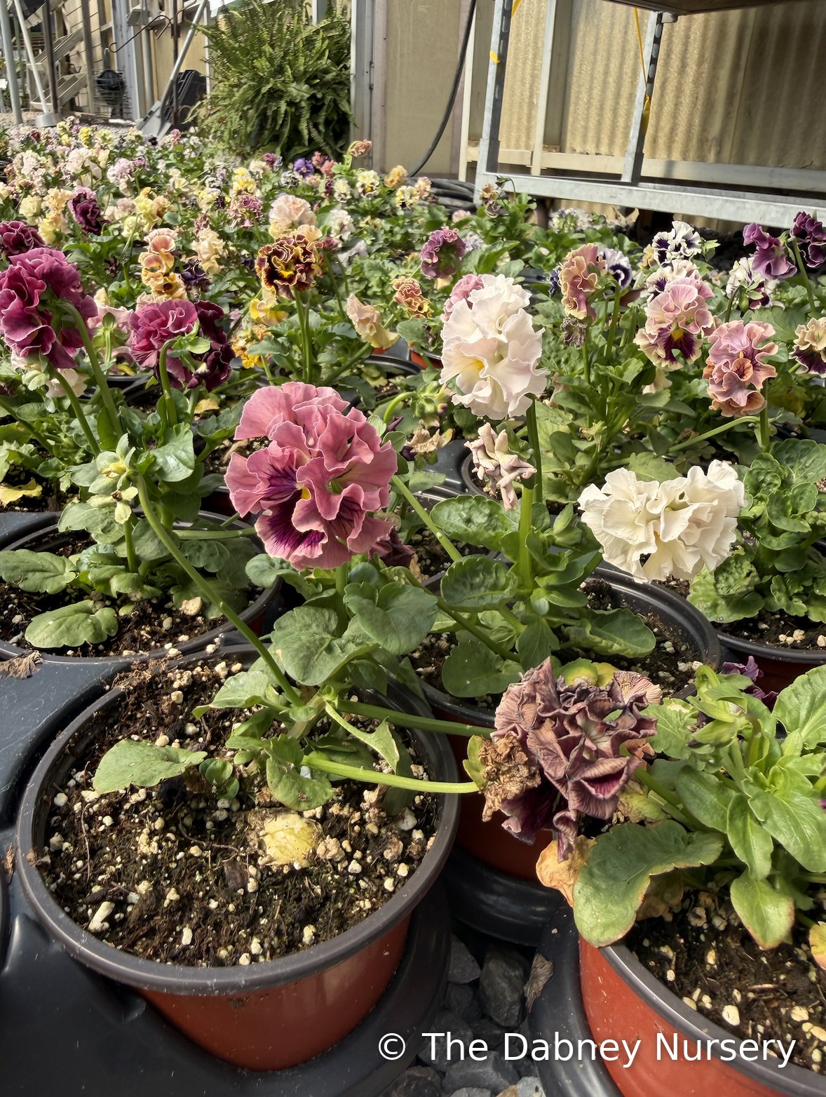 Elegance Twilight Collection Pansy · The Dabney Nursery