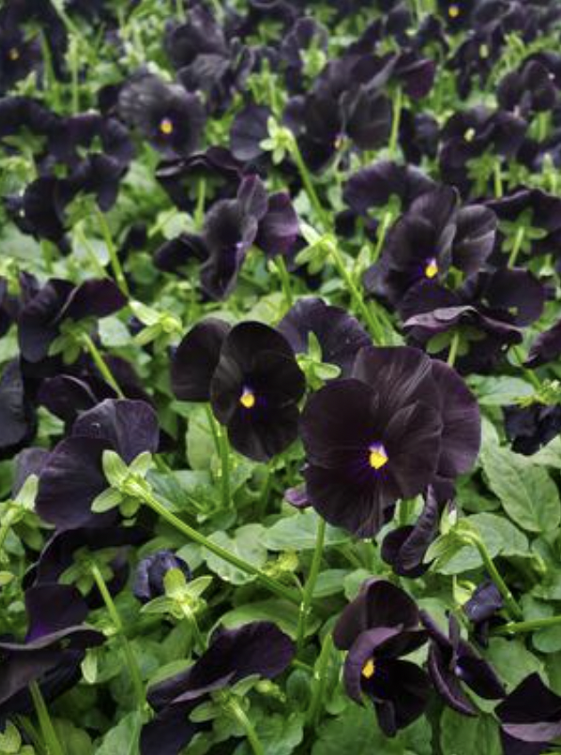 Penny Black Viola